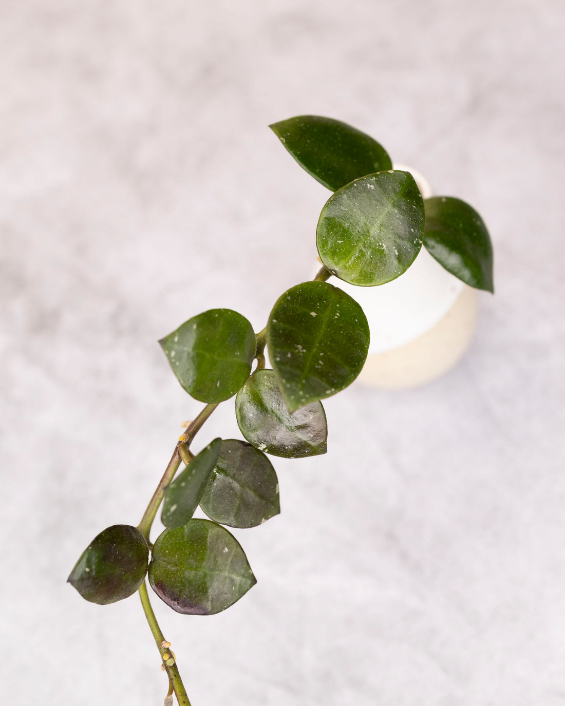 Green leafy branch on a light gray background