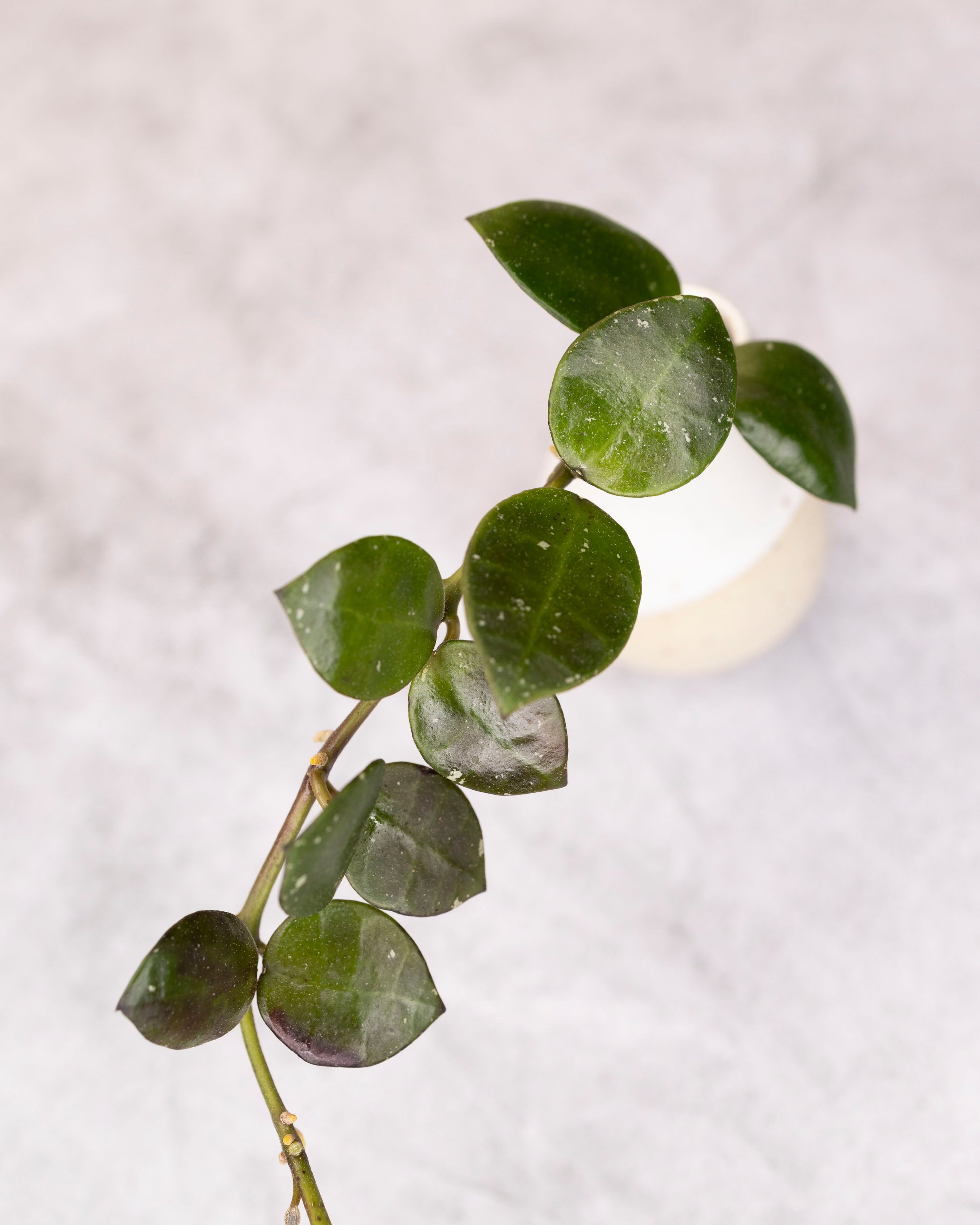 Green leafy branch on a light gray background
