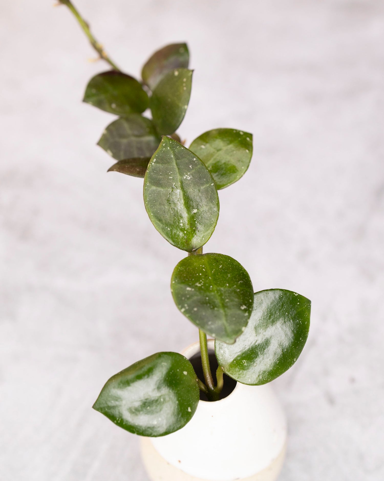 Potted plant with heart-shaped leaves on a light gray background