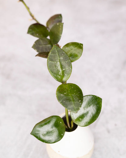 Potted plant with heart-shaped leaves on a light gray background