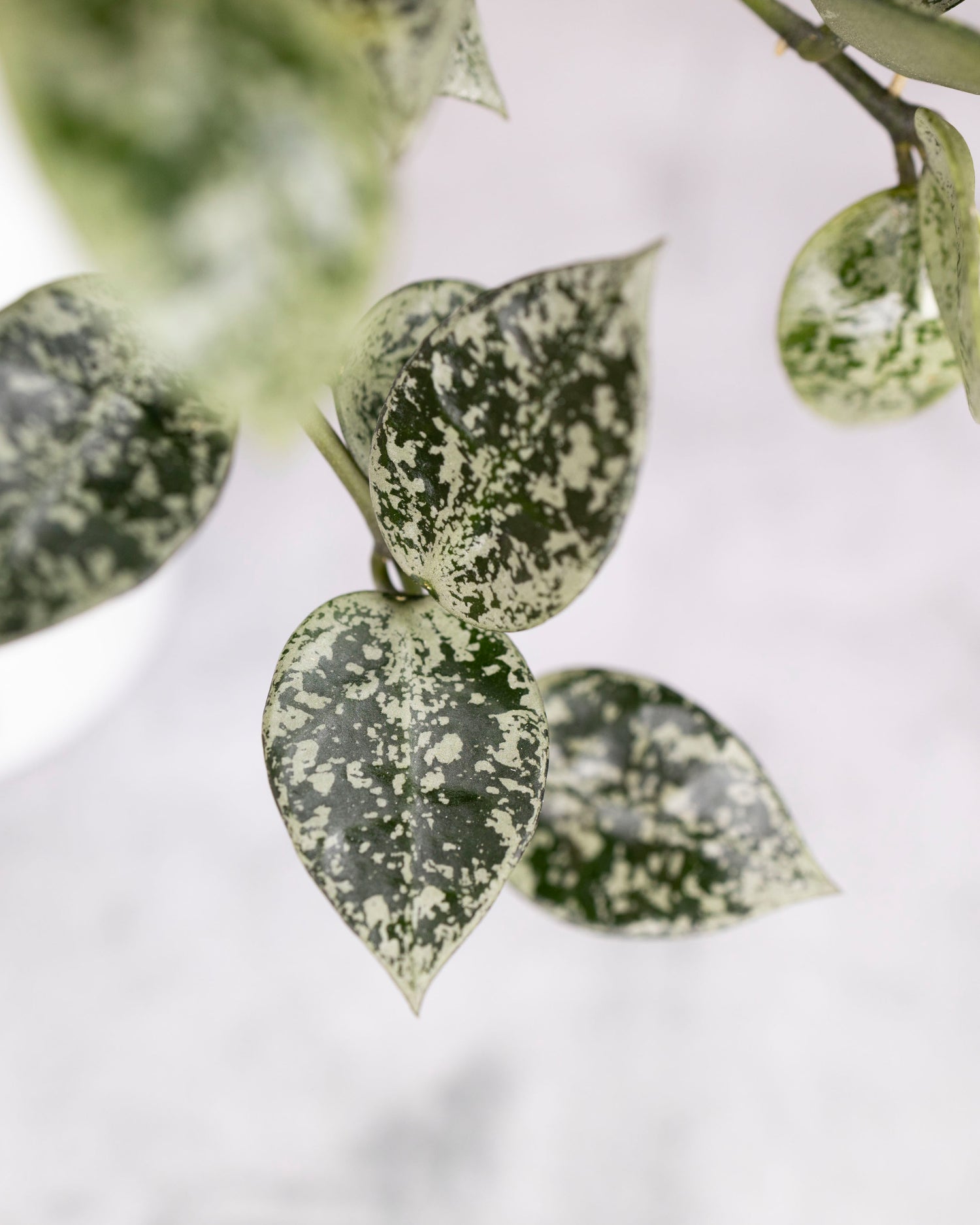 Hoya lacunosa &