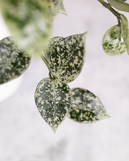 Hoya lacunosa &