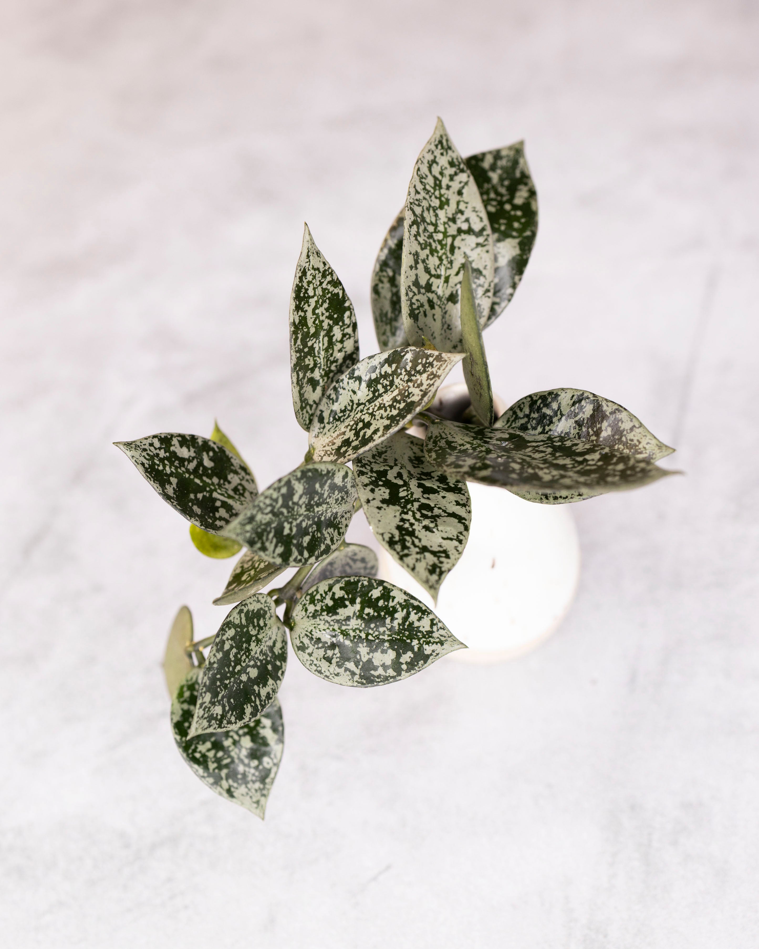 Hoya lacunosa &