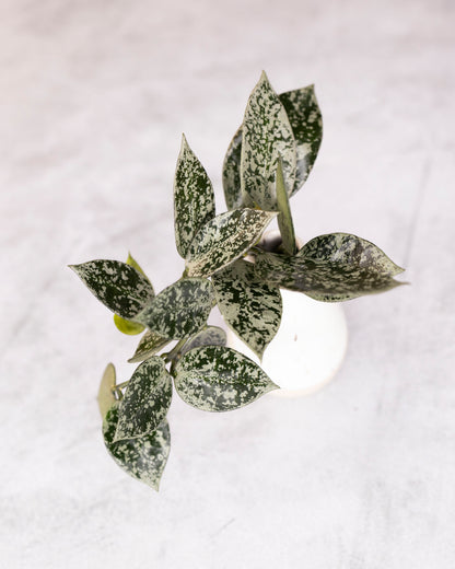 Hoya lacunosa &