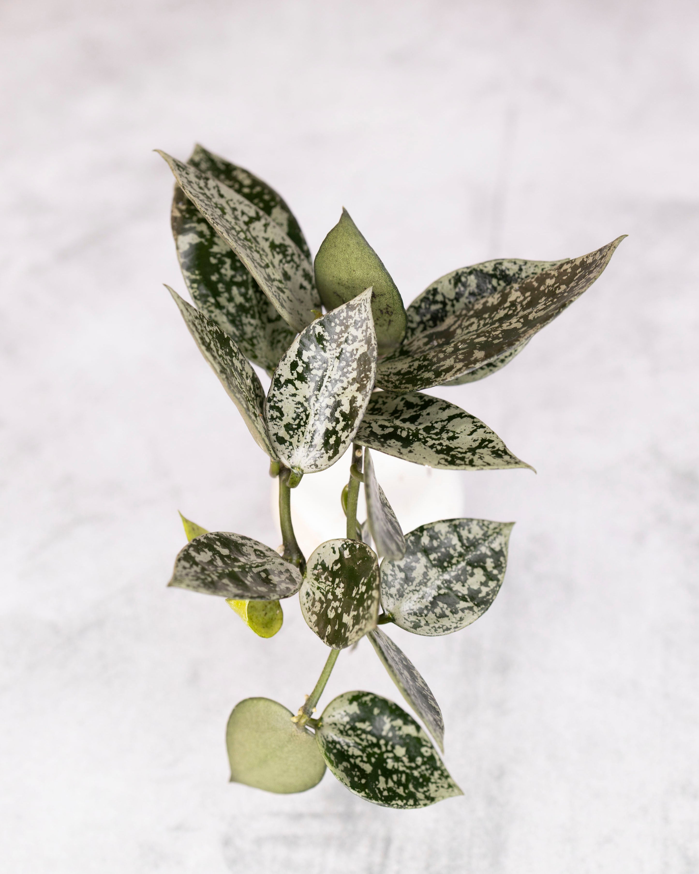 Hoya lacunosa &