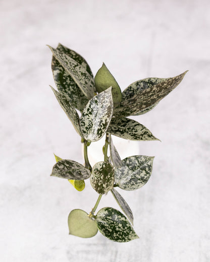 Hoya lacunosa &
