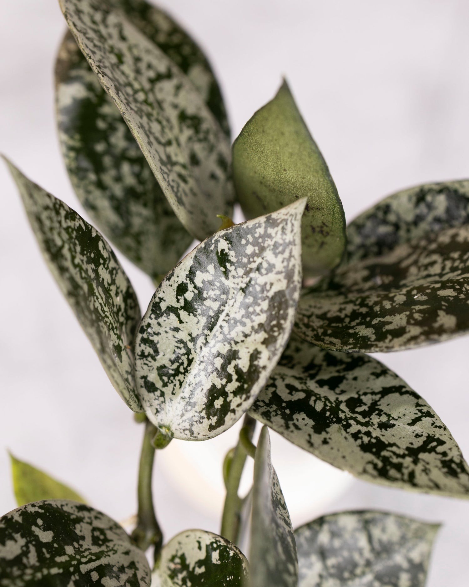 Hoya lacunosa &