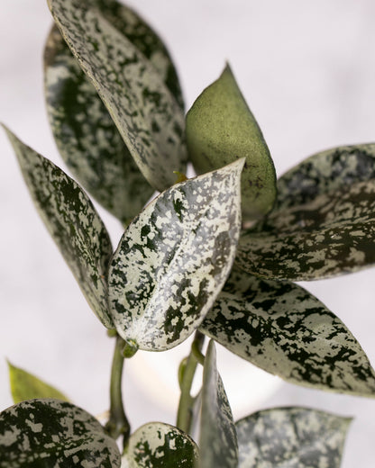 Hoya lacunosa &