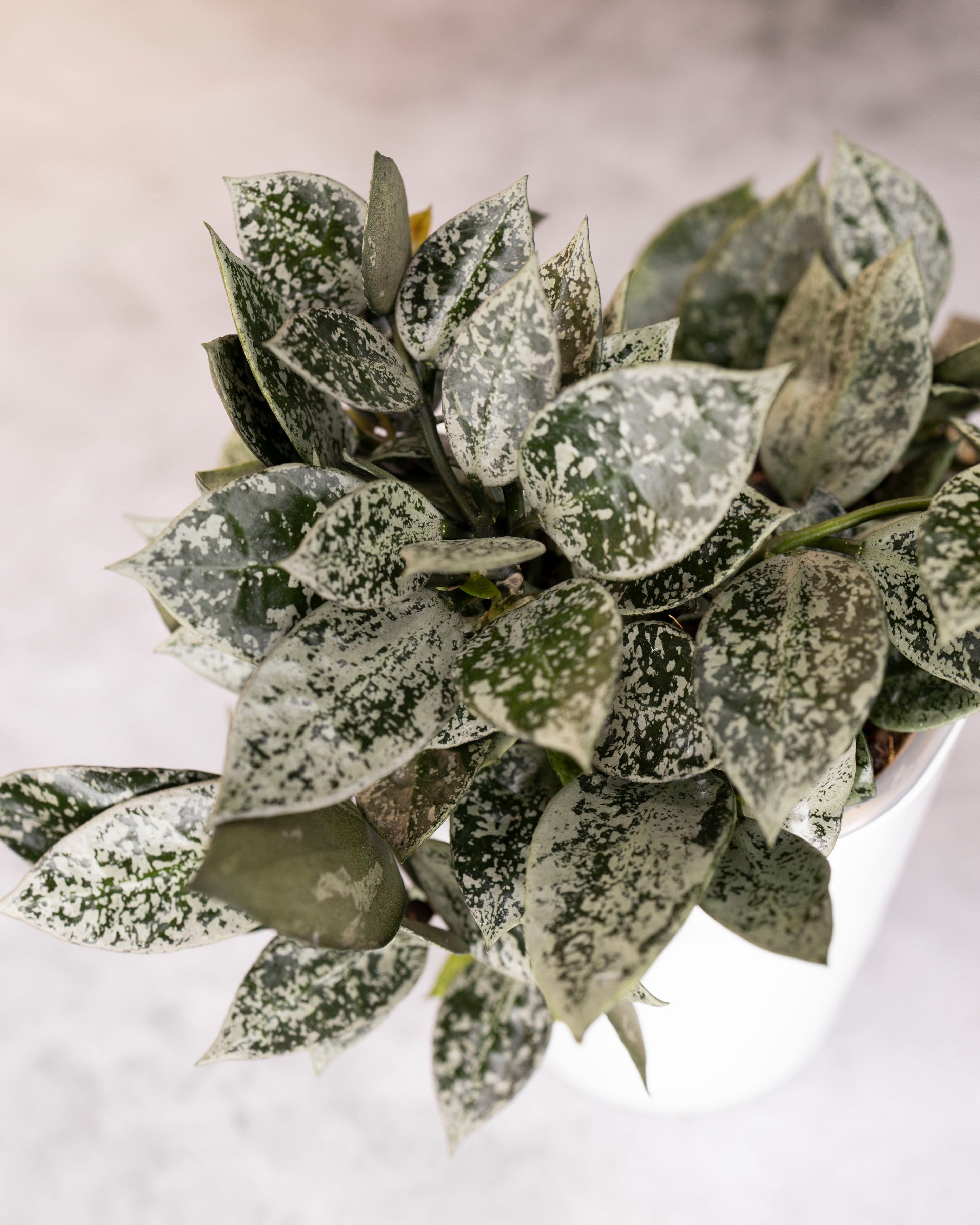 Hoya lacunosa &