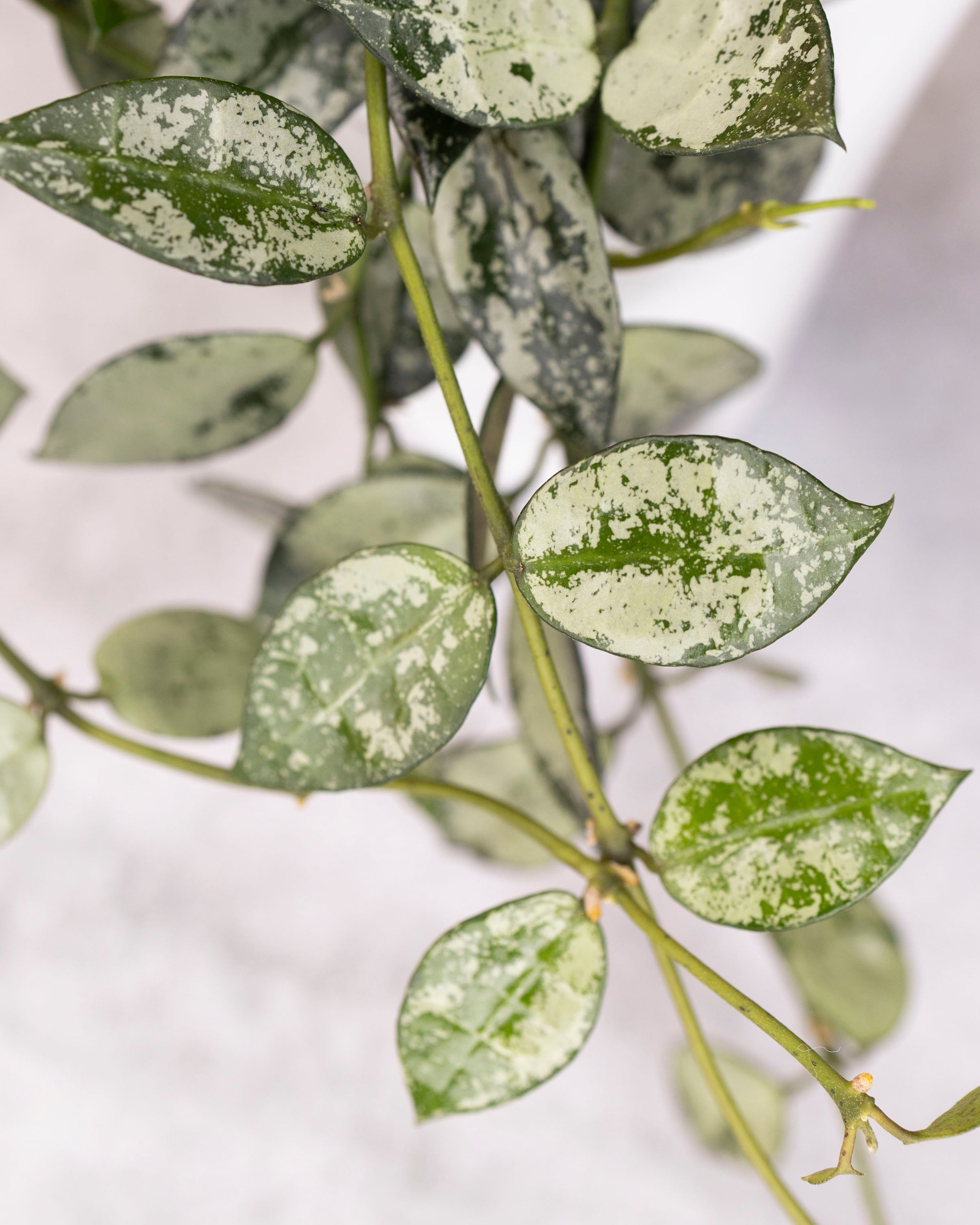 Hoya lacunosa &