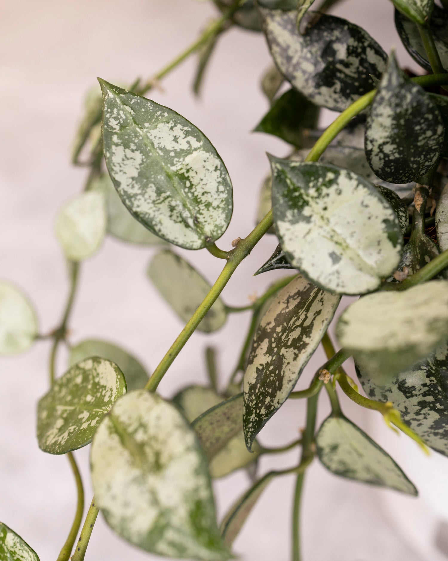 Close-up of green leaves with white spots on a light background