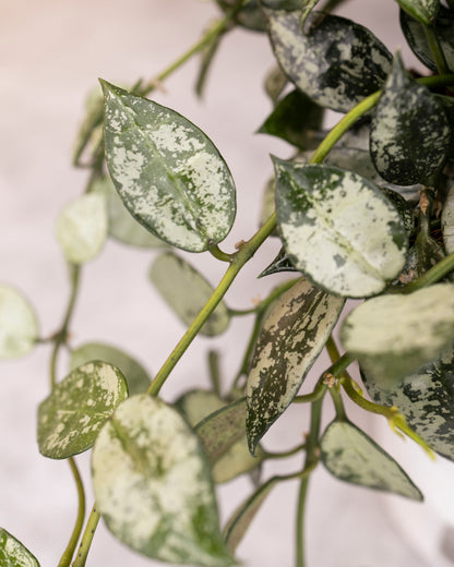 Close-up of green leaves with white spots on a light background