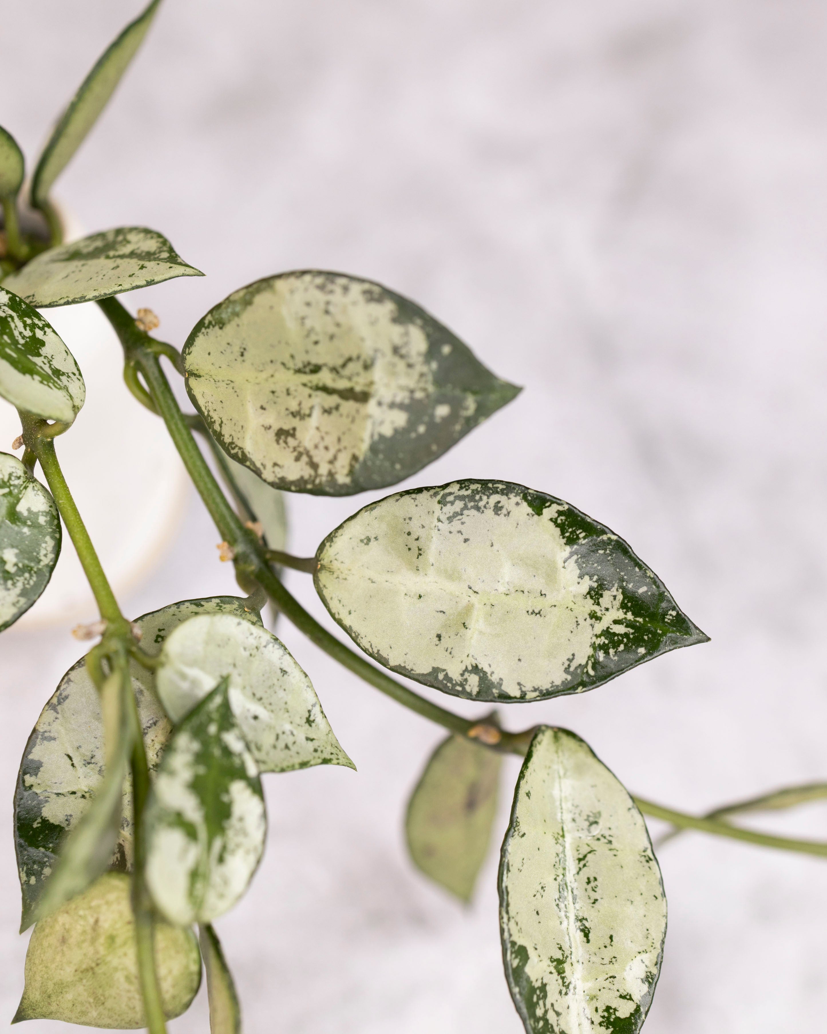 Hoya lacunosa &
