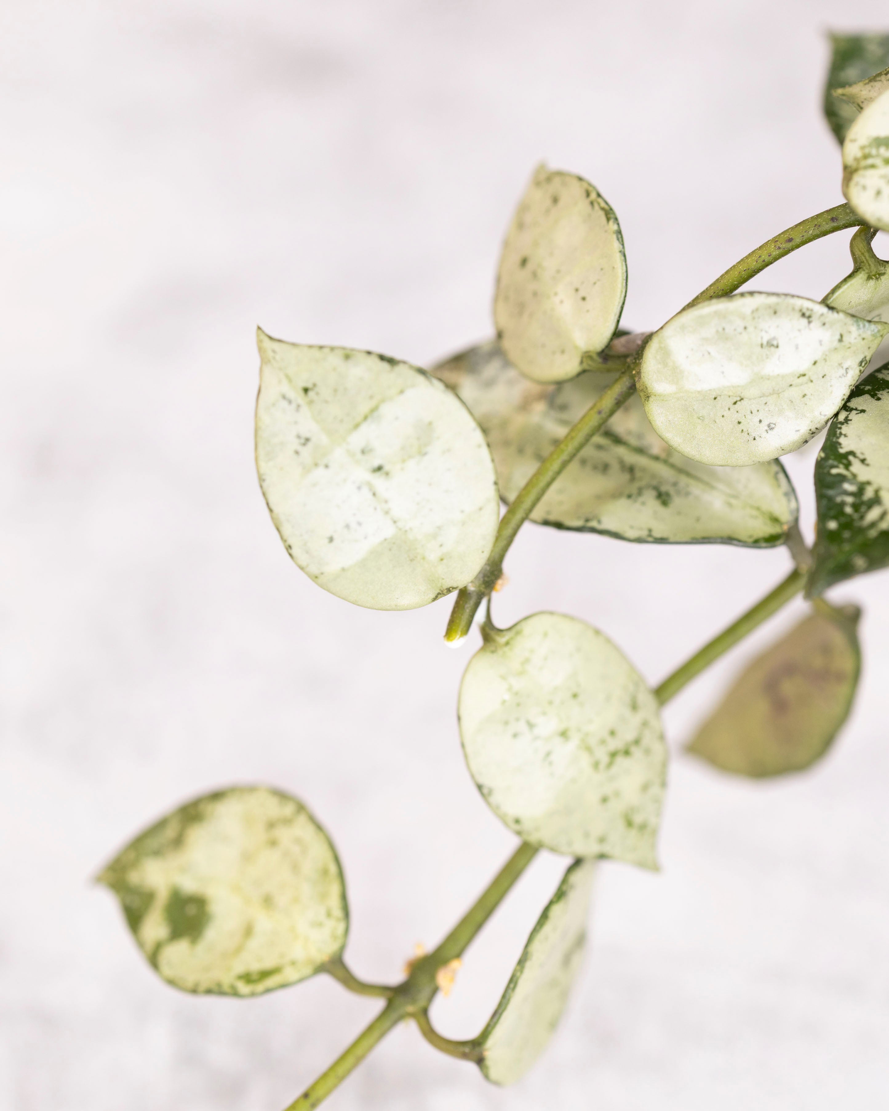 Close-up of a leafy branch with variegated leaves on a light background