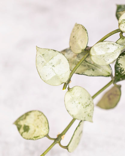 Close-up of a leafy branch with variegated leaves on a light background