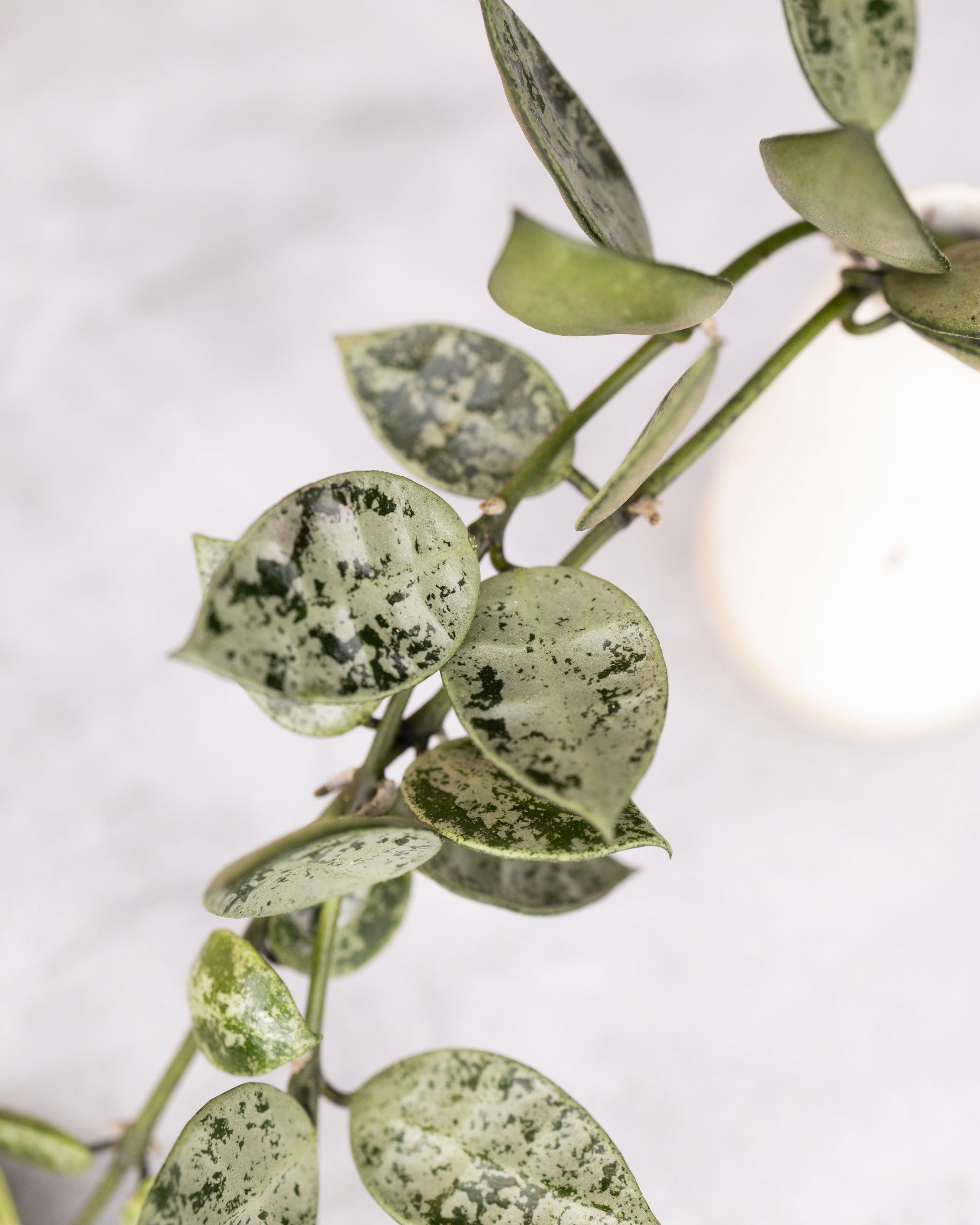 Hoya lacunosa &