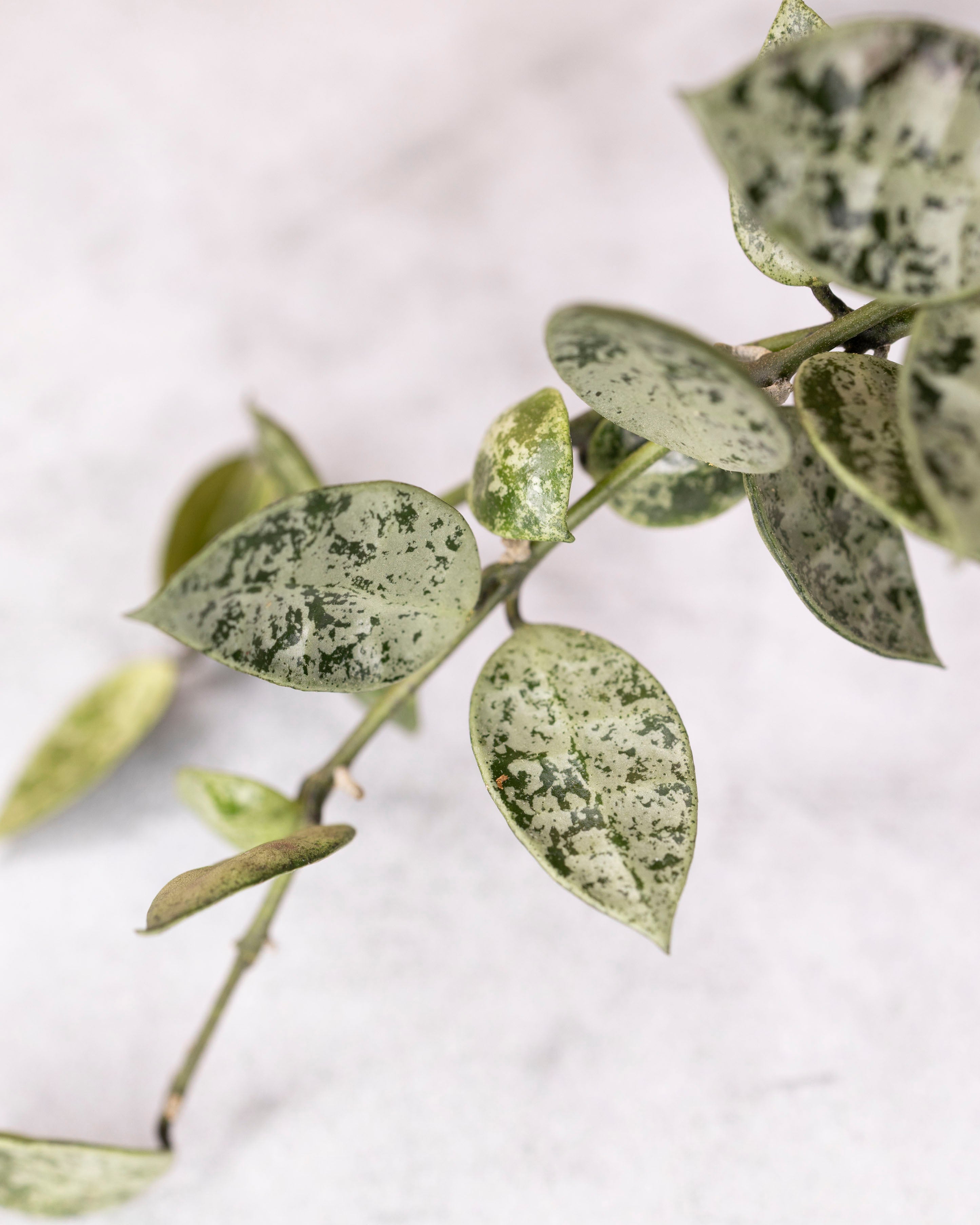 Hoya lacunosa &