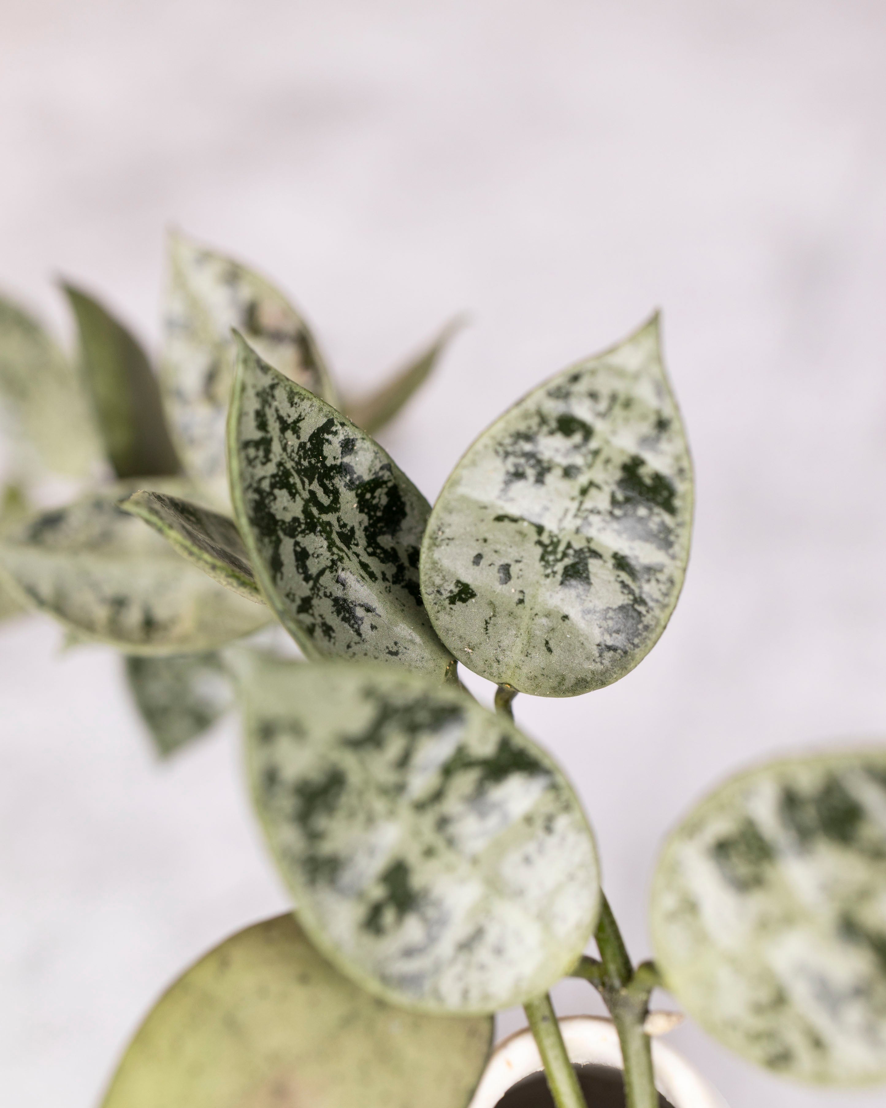 Hoya lacunosa &