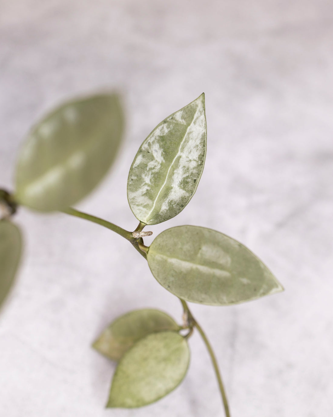 Unrooted cutting of Hoya lacunosa &