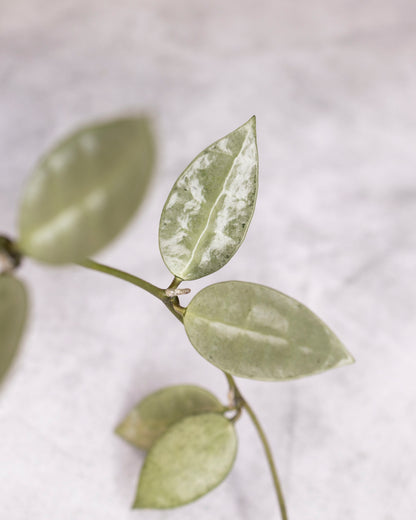 Unrooted cutting of Hoya lacunosa &