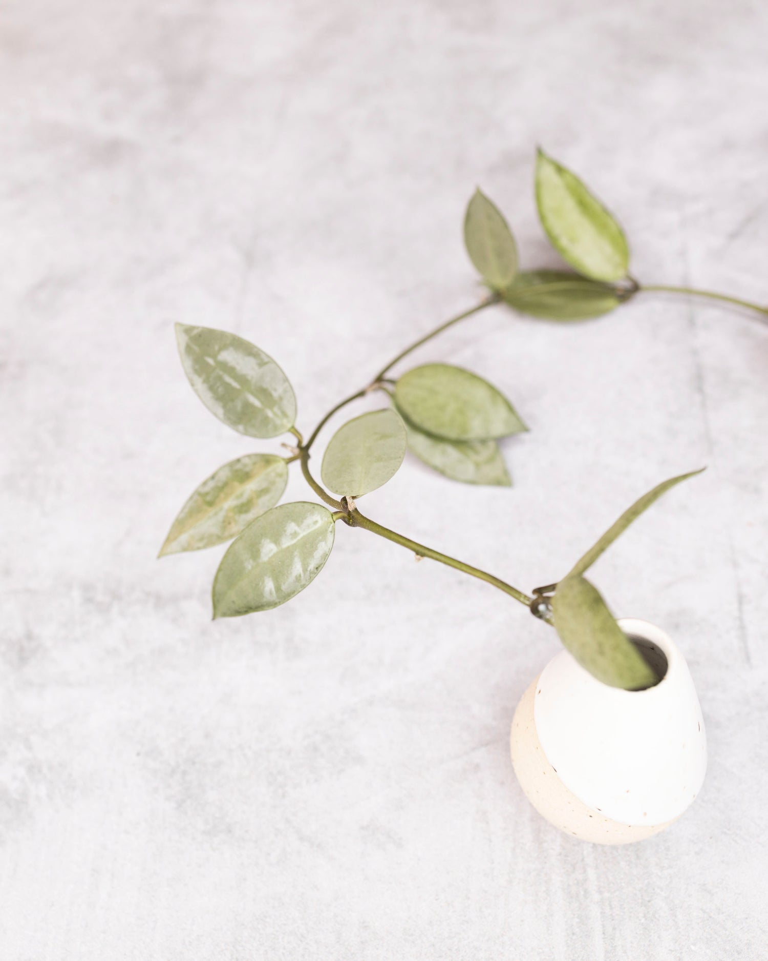 Unrooted cutting of Hoya lacunosa &