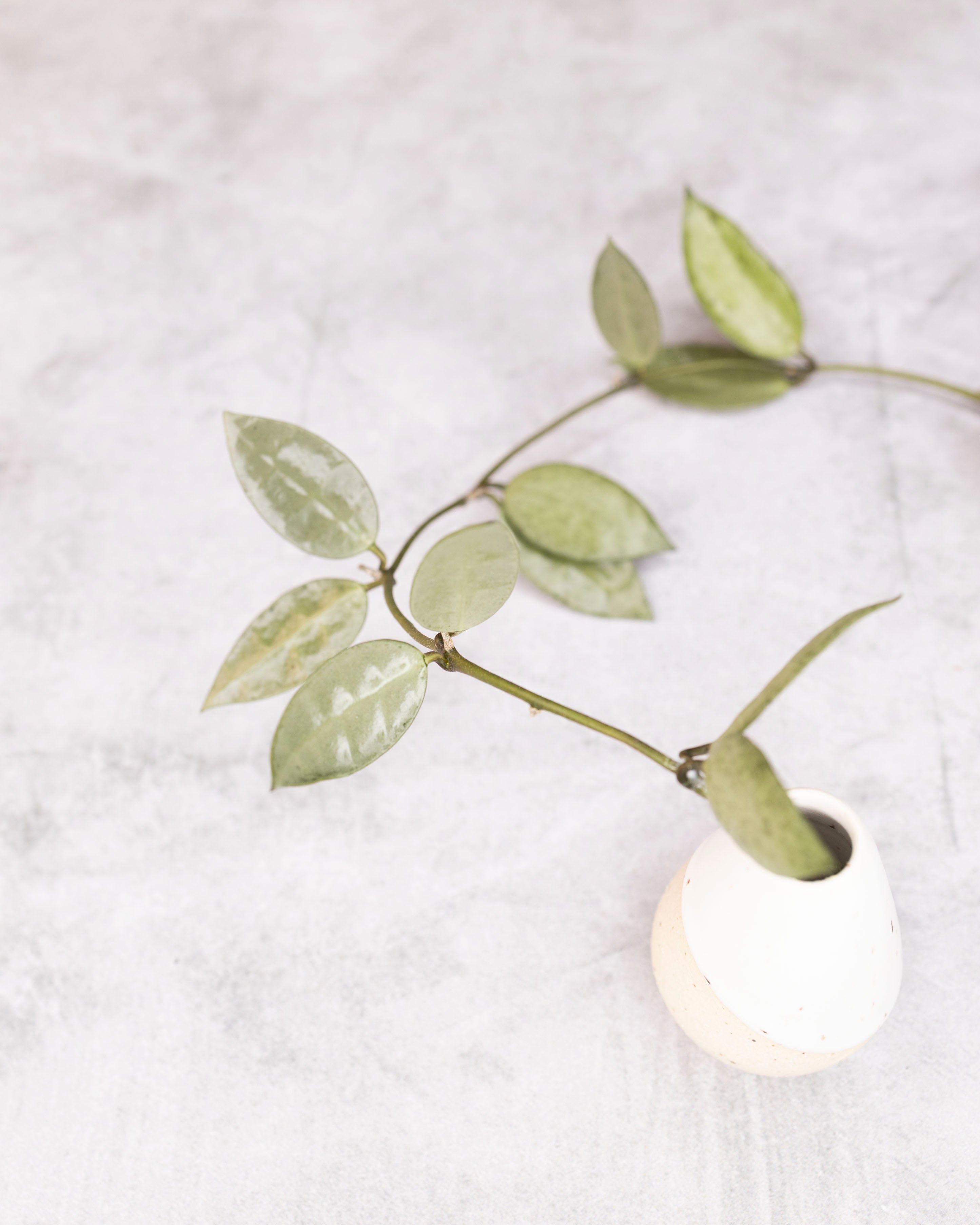 Unrooted cutting of Hoya lacunosa &