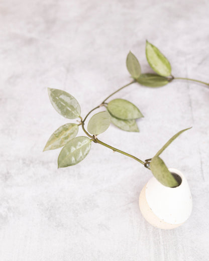 Unrooted cutting of Hoya lacunosa &