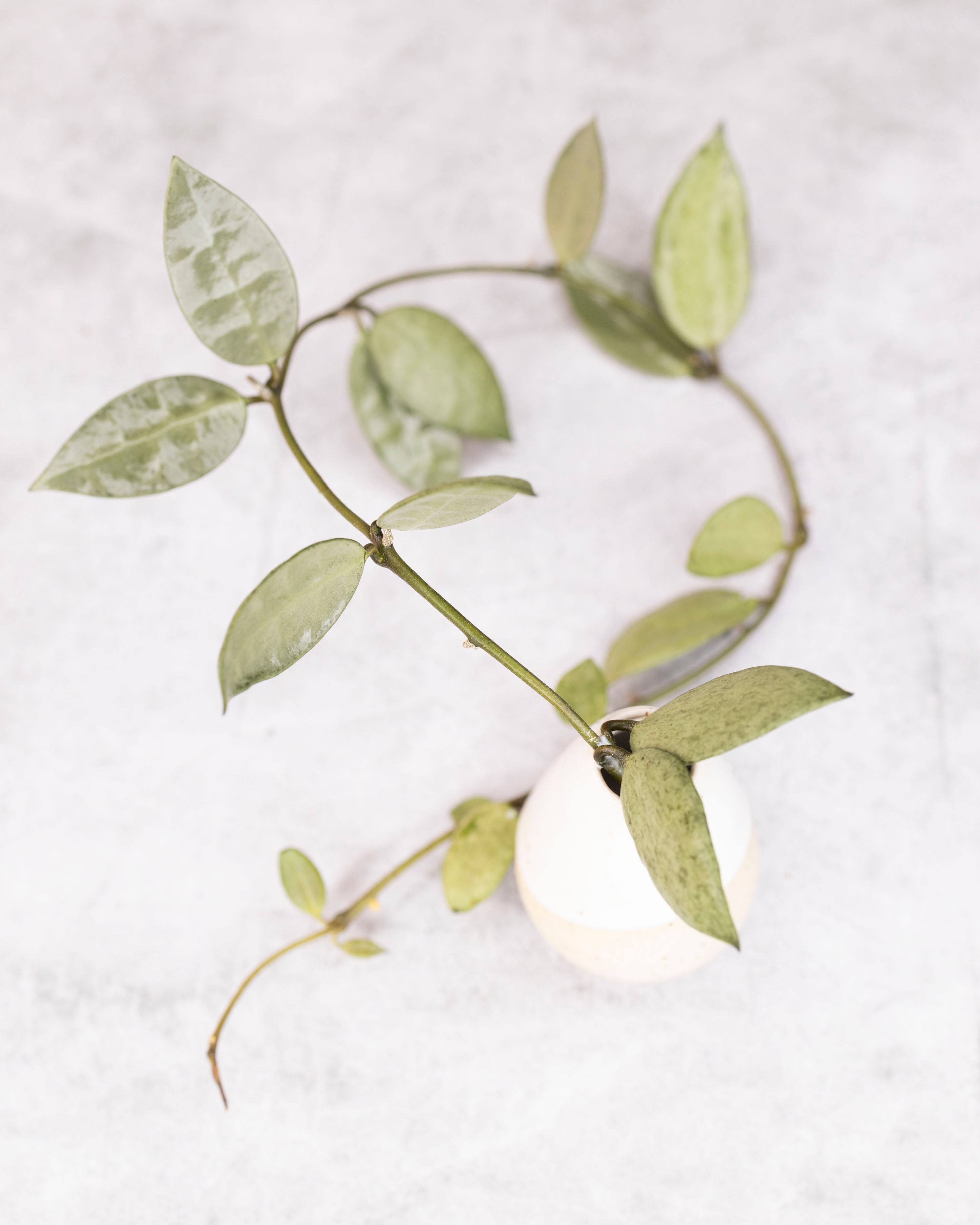 Unrooted cutting of Hoya lacunosa &