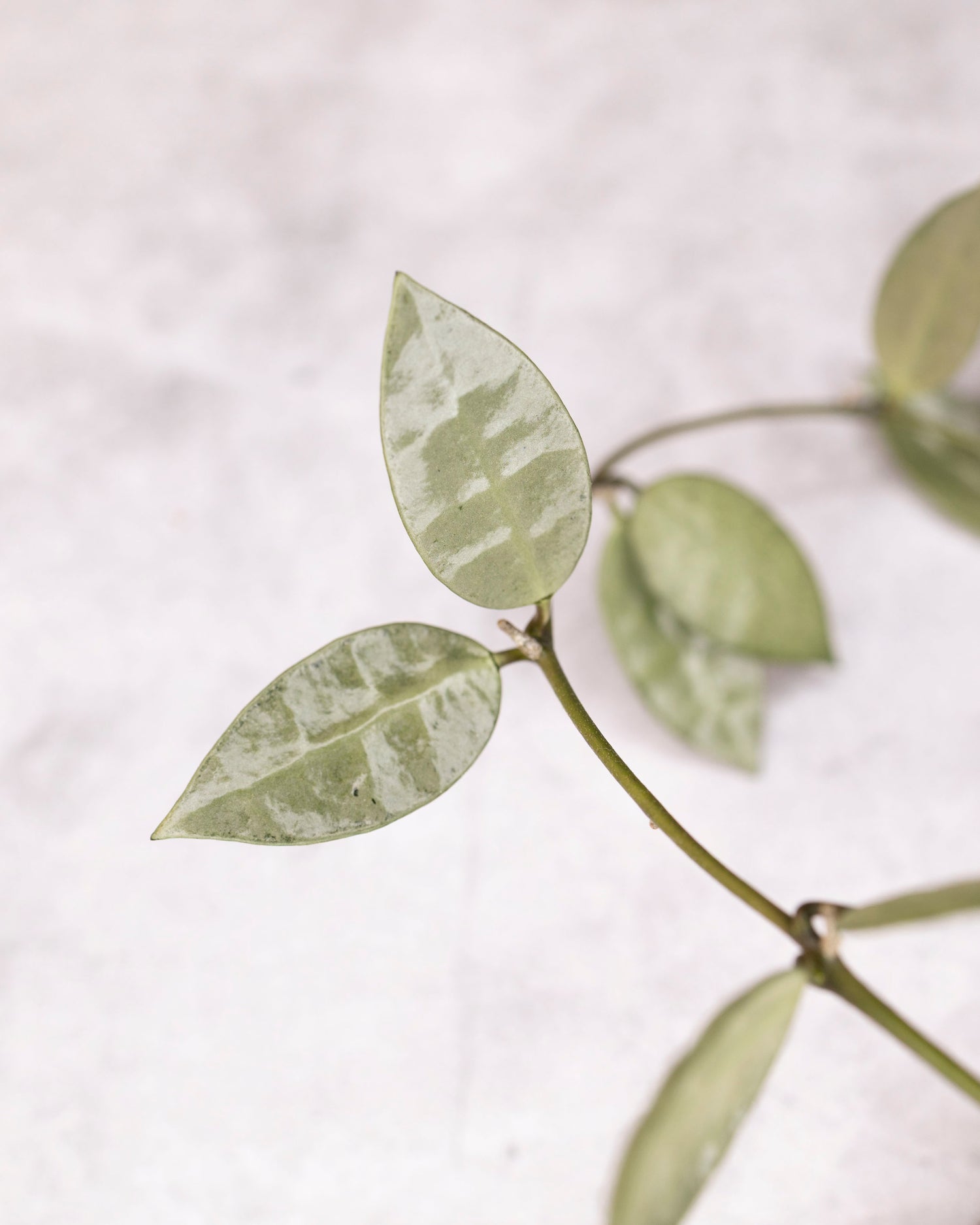 Unrooted cutting of Hoya lacunosa &