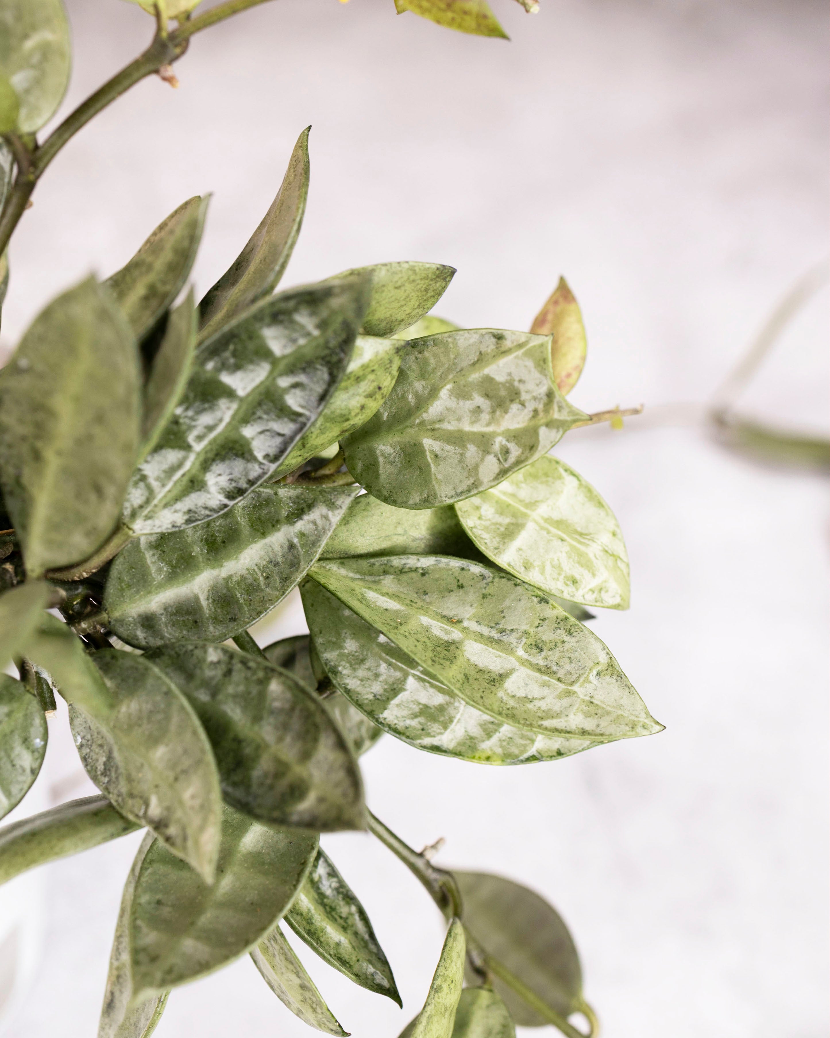 Hoya lacunosa &