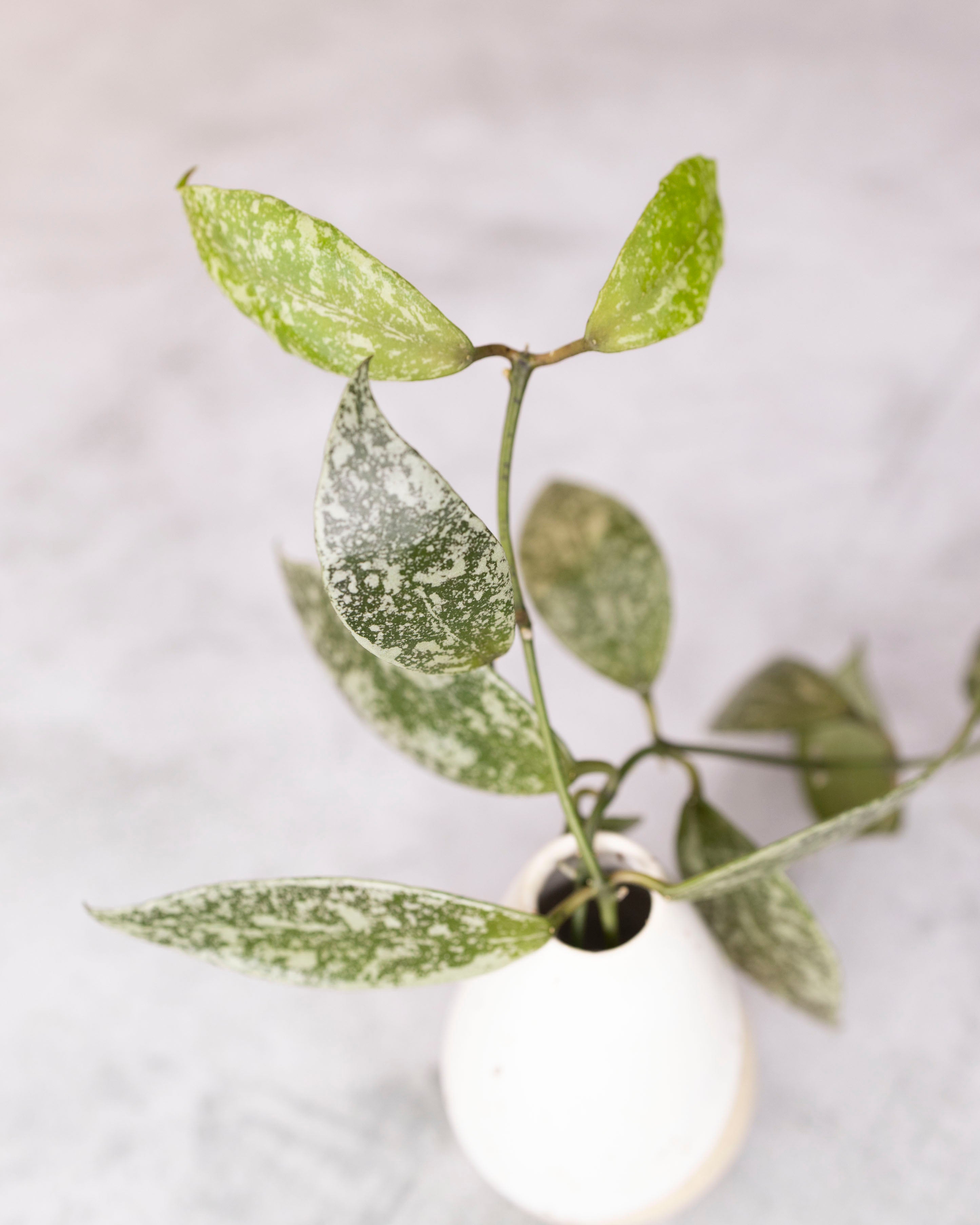 Hoya lacunosa &