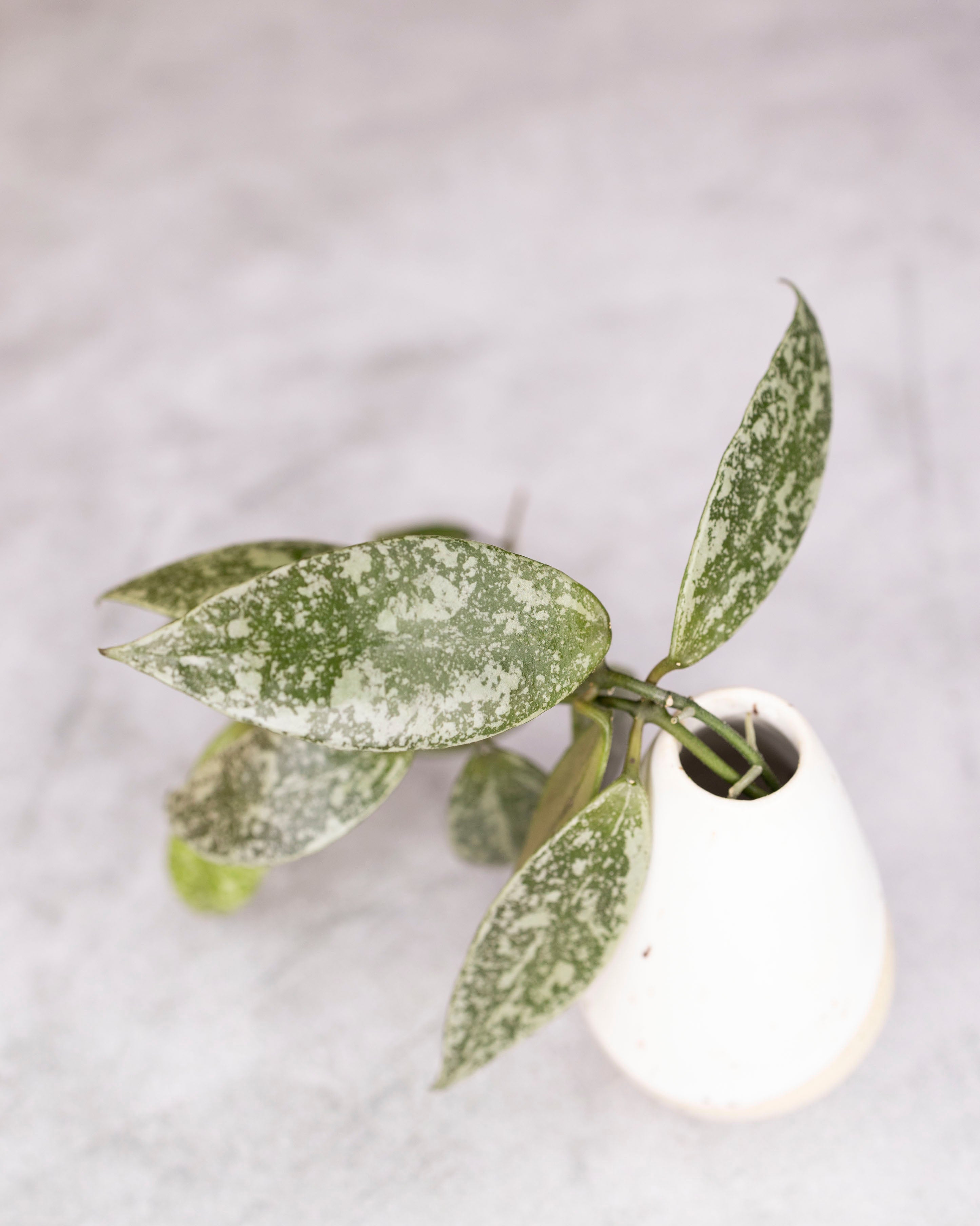 Hoya lacunosa &