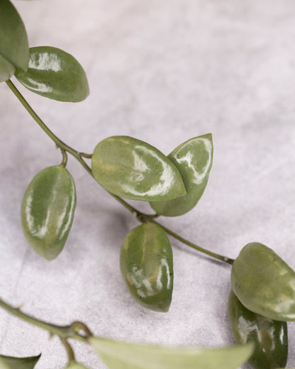 Silvery-green leaves on a light gray background