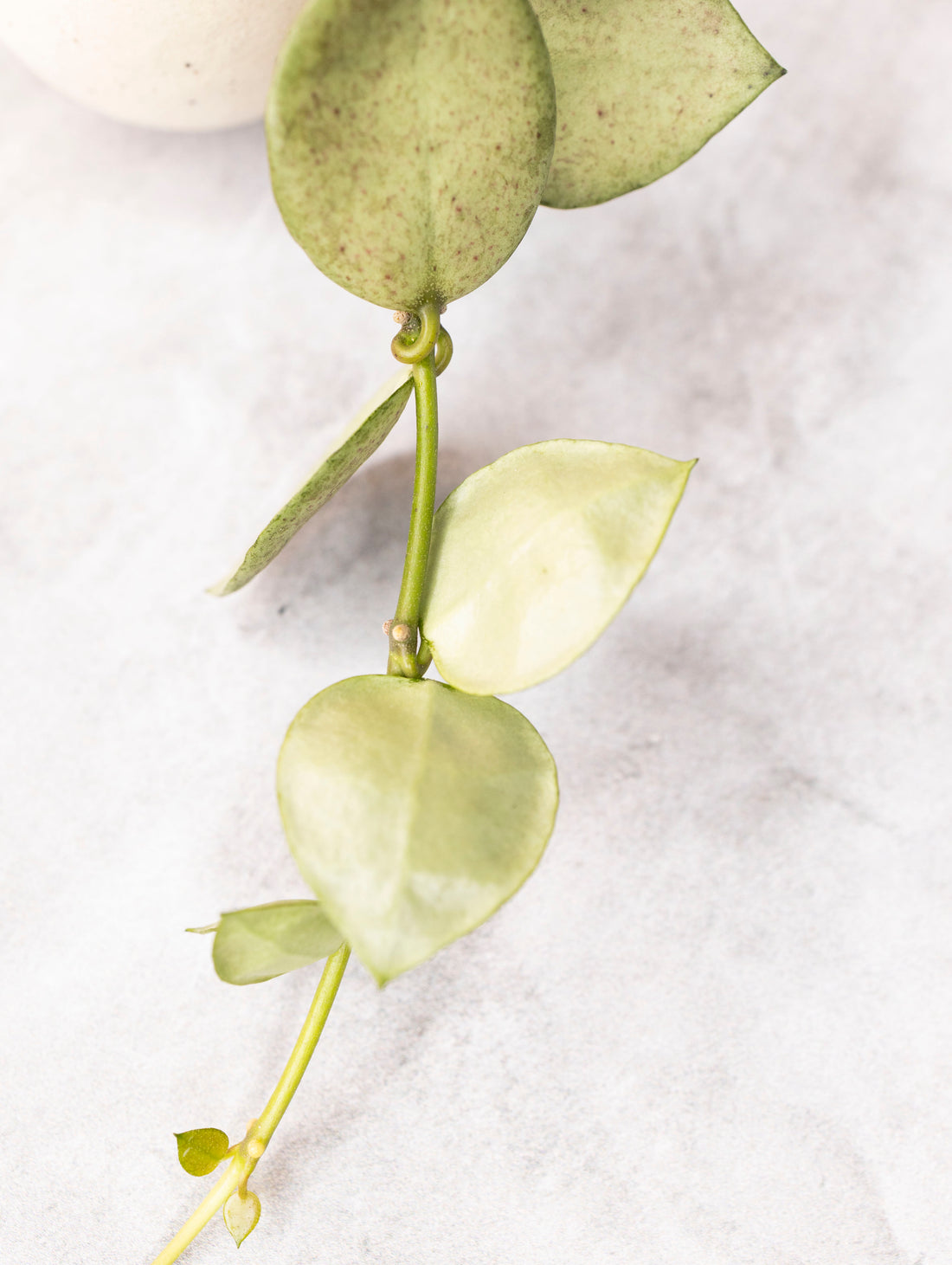 Hoya lacunosa &