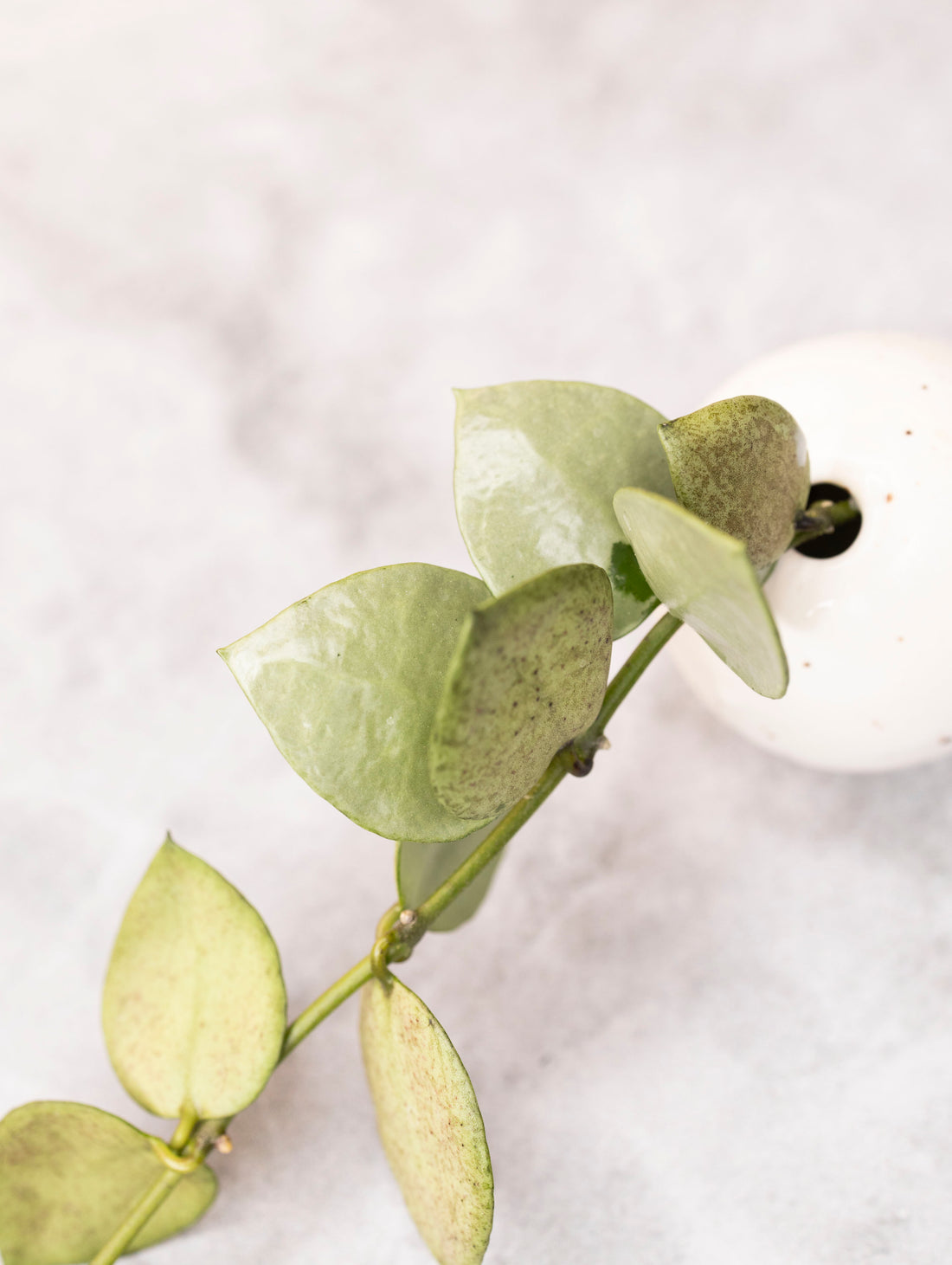 Hoya lacunosa &