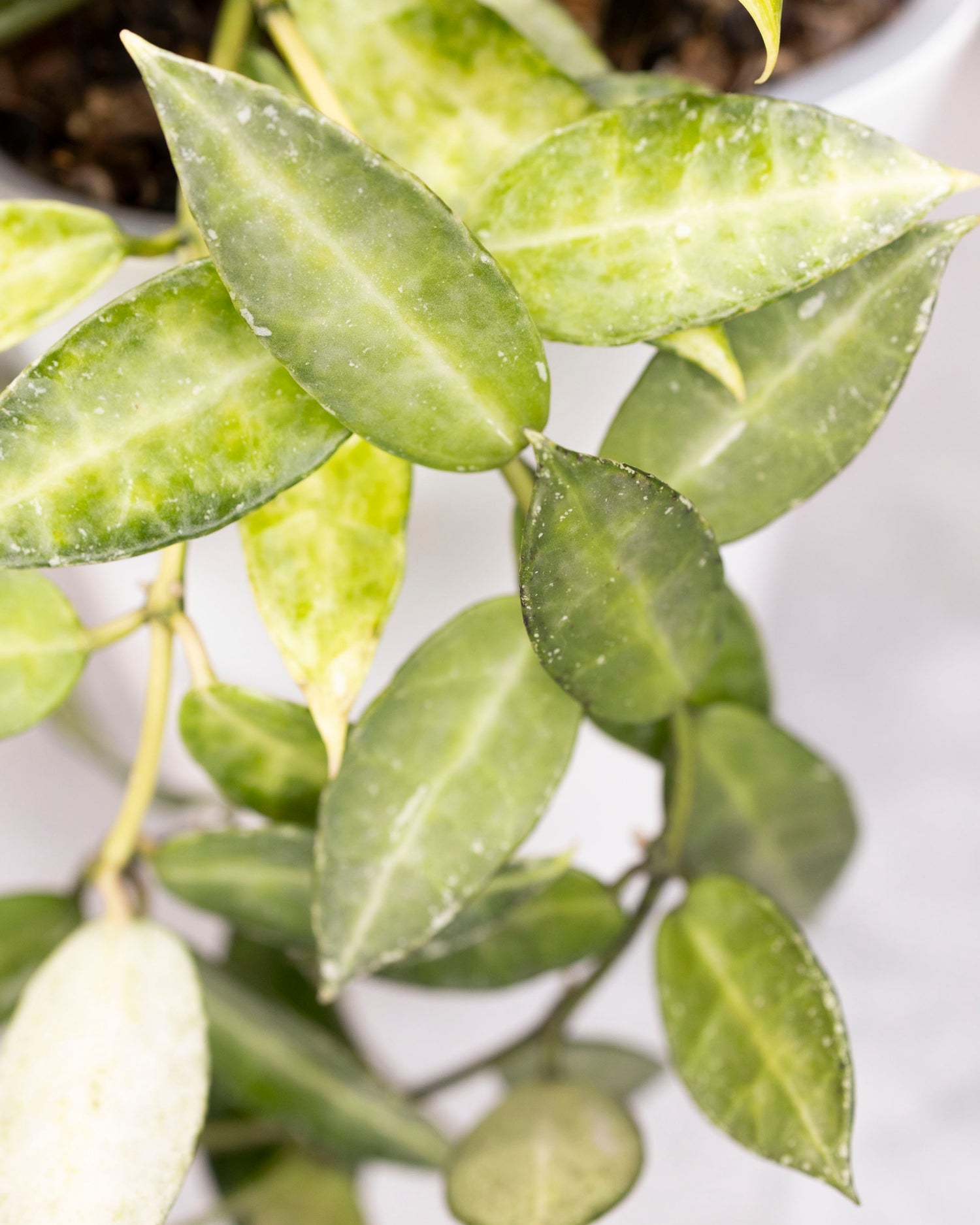 Close-up of green leaves with a blurred background