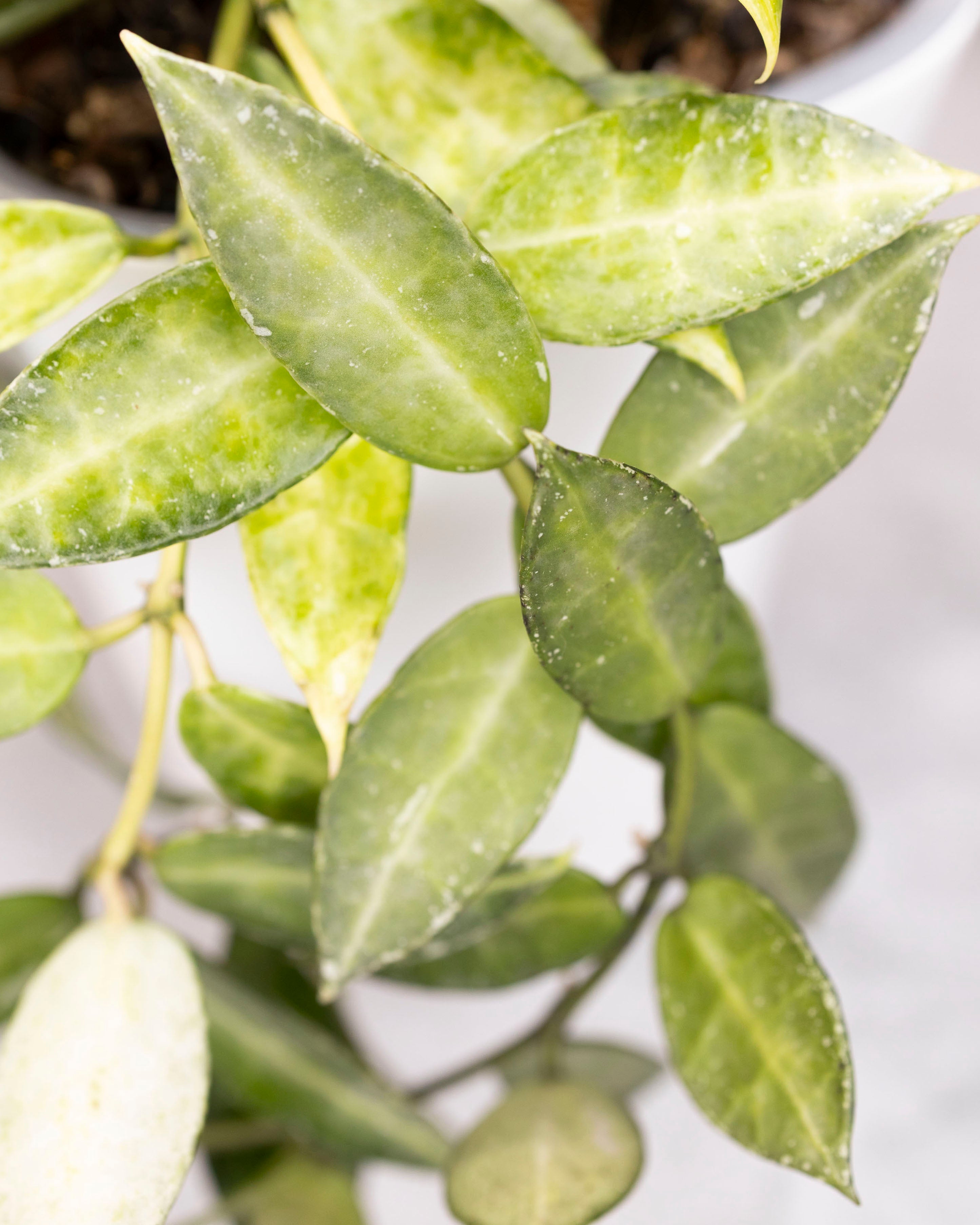 Close-up of green leaves with a blurred background