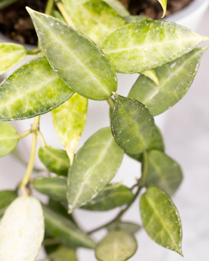 Close-up of green leaves with a blurred background