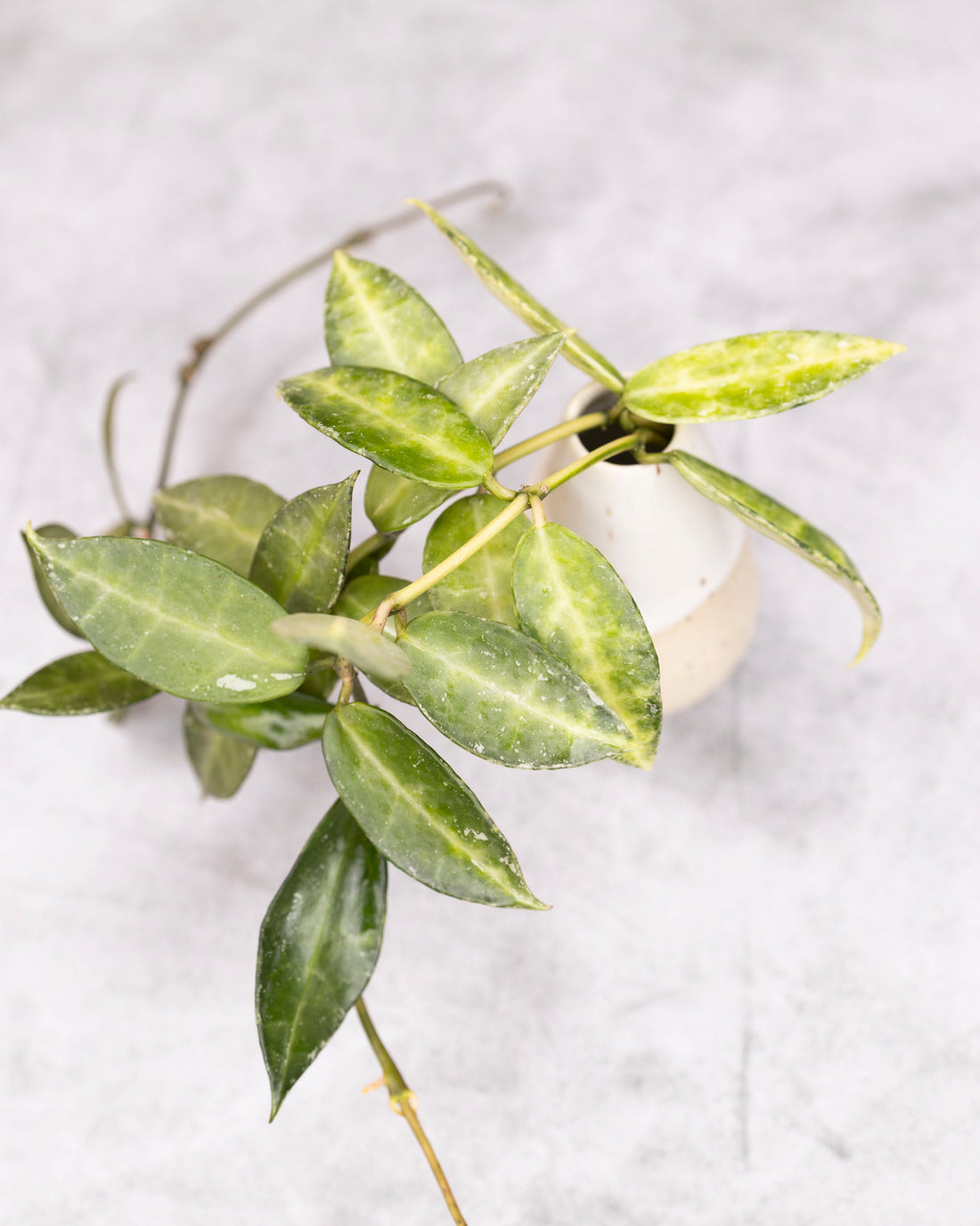 Green plant with a white pot on a light gray background