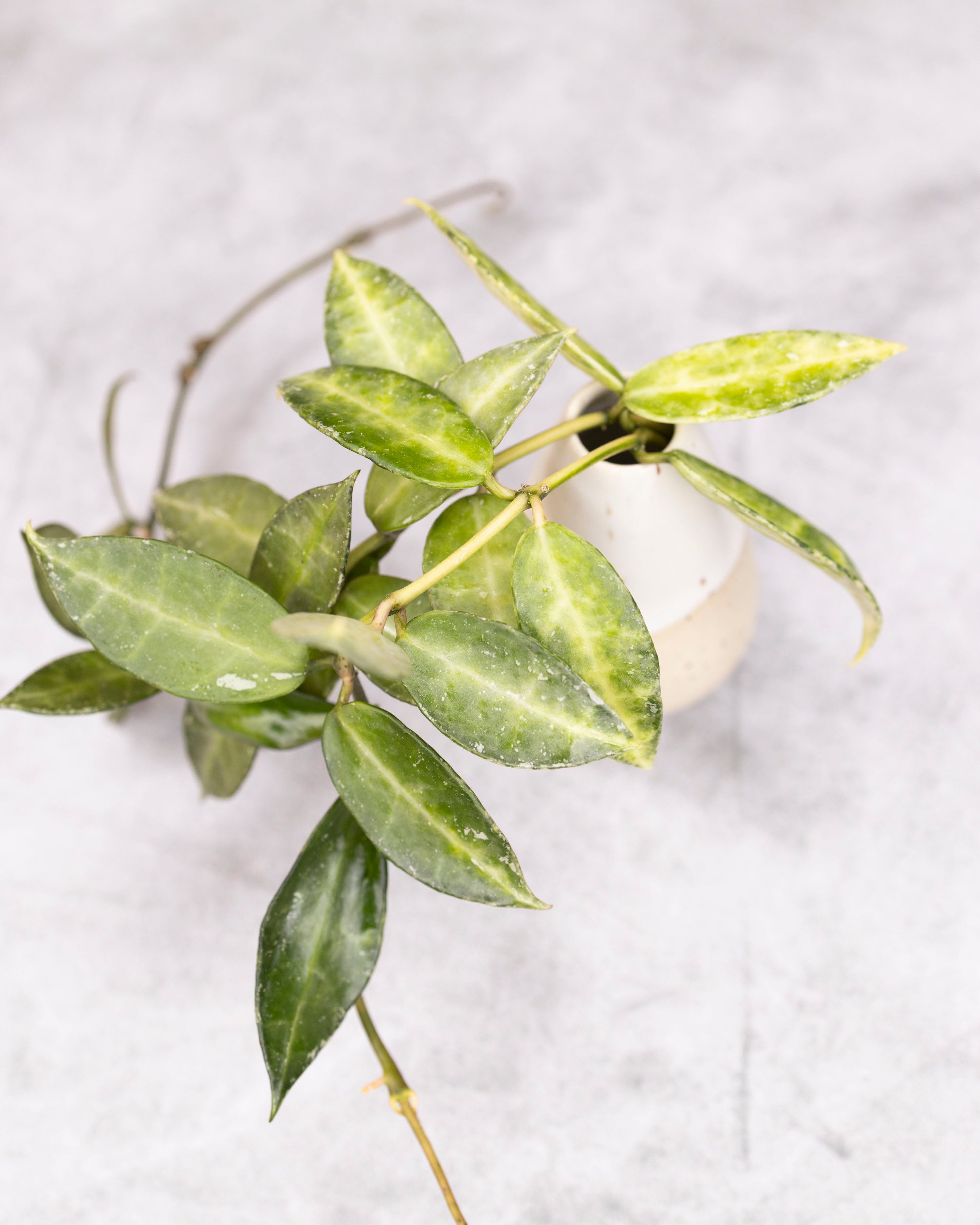 Green plant with a white pot on a light gray background