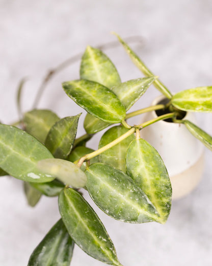 Close-up of a green leafy plant with a blurred background