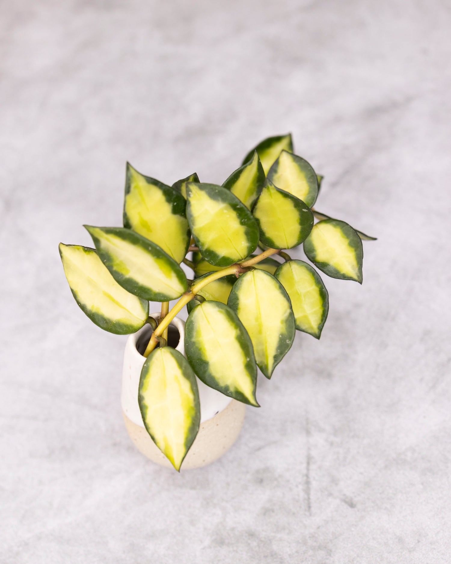 Green and yellow leafed plant in a pot on a light gray background