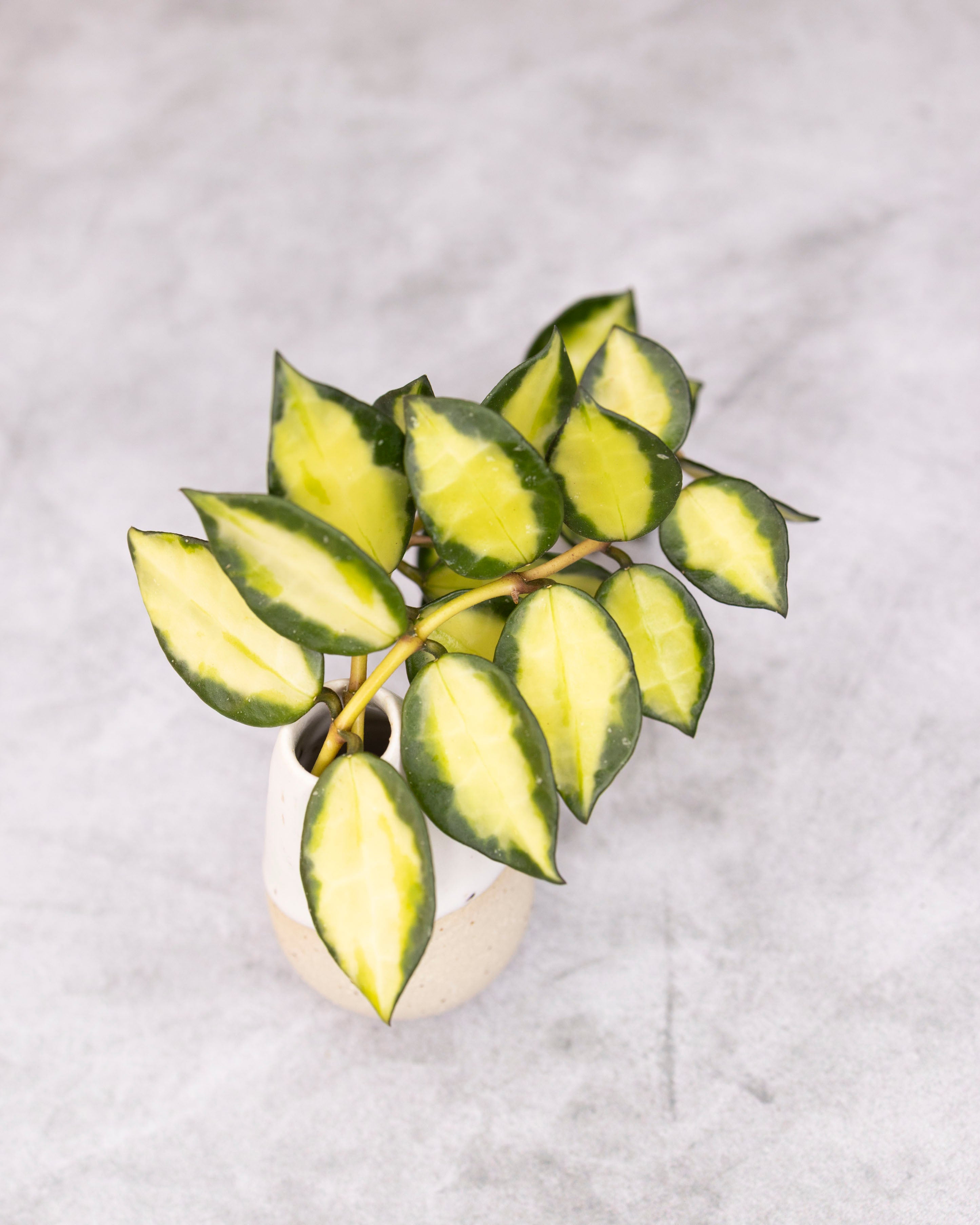 Green and yellow leafed plant in a pot on a light gray background