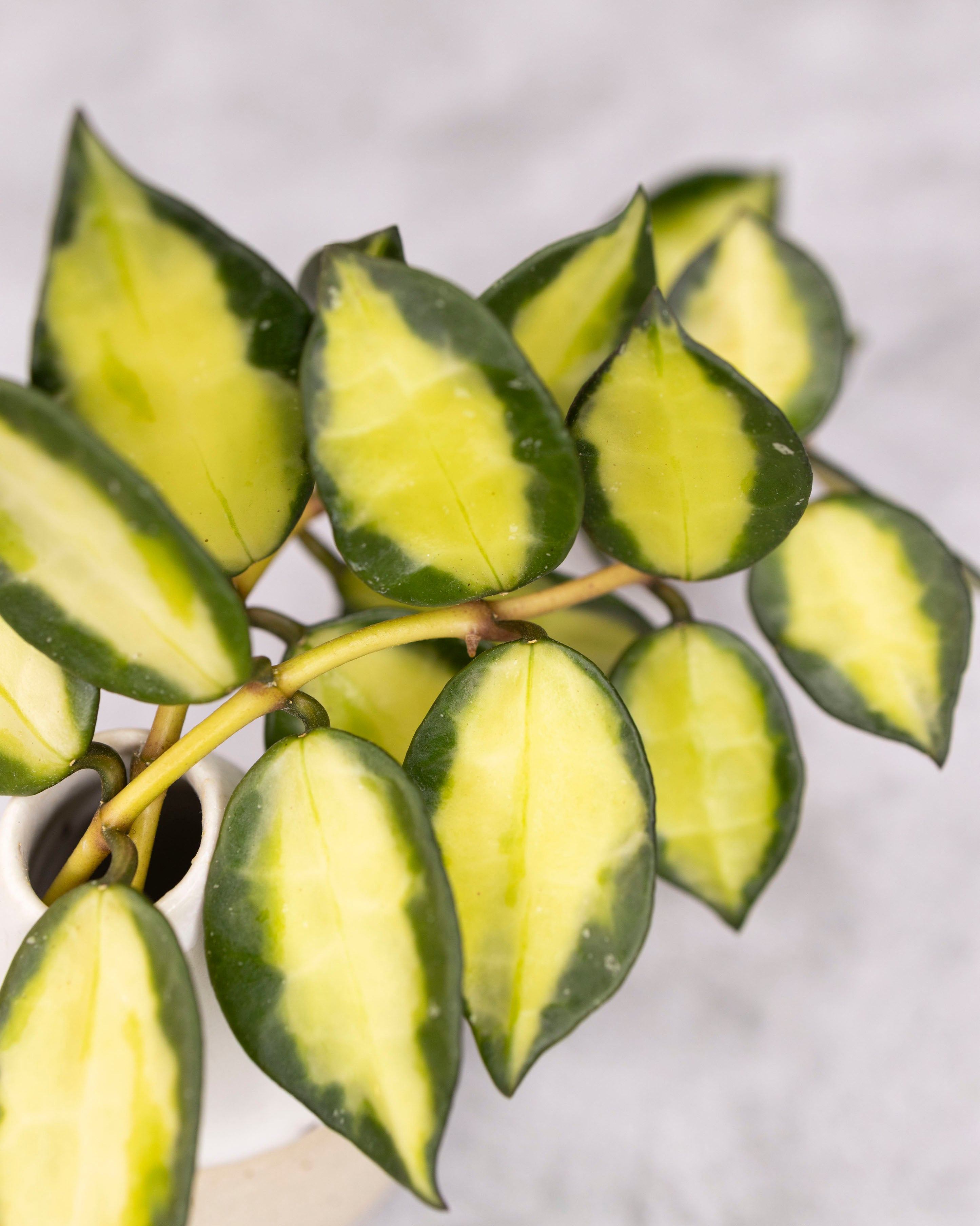 Hoya lacunosa 'Queen Midori' – Hoya Cuttings