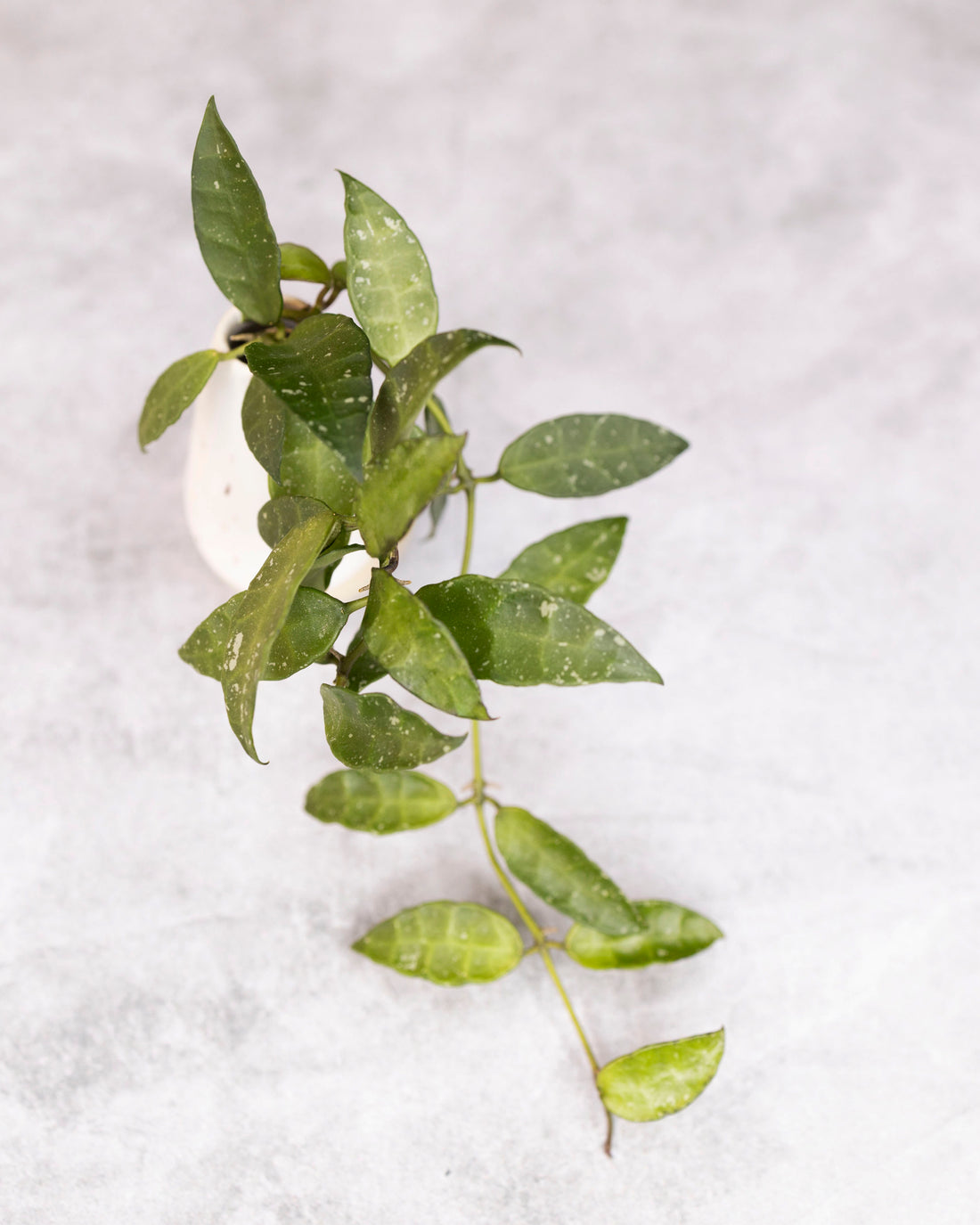 Green leafy branch on a white background