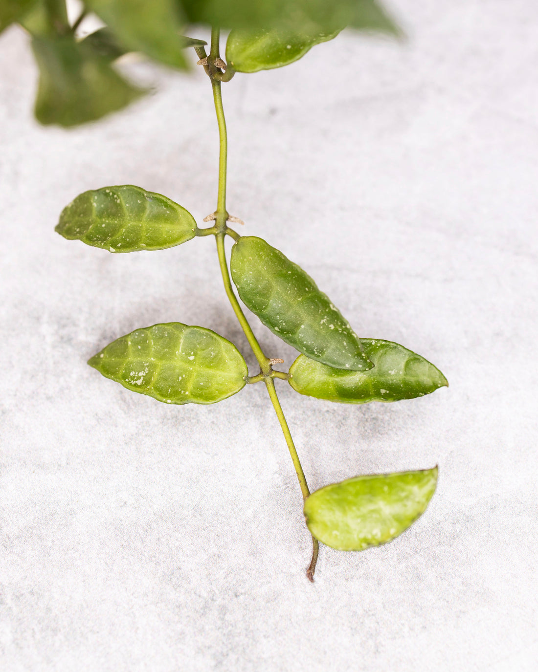 Green leaves and stems on a white background
