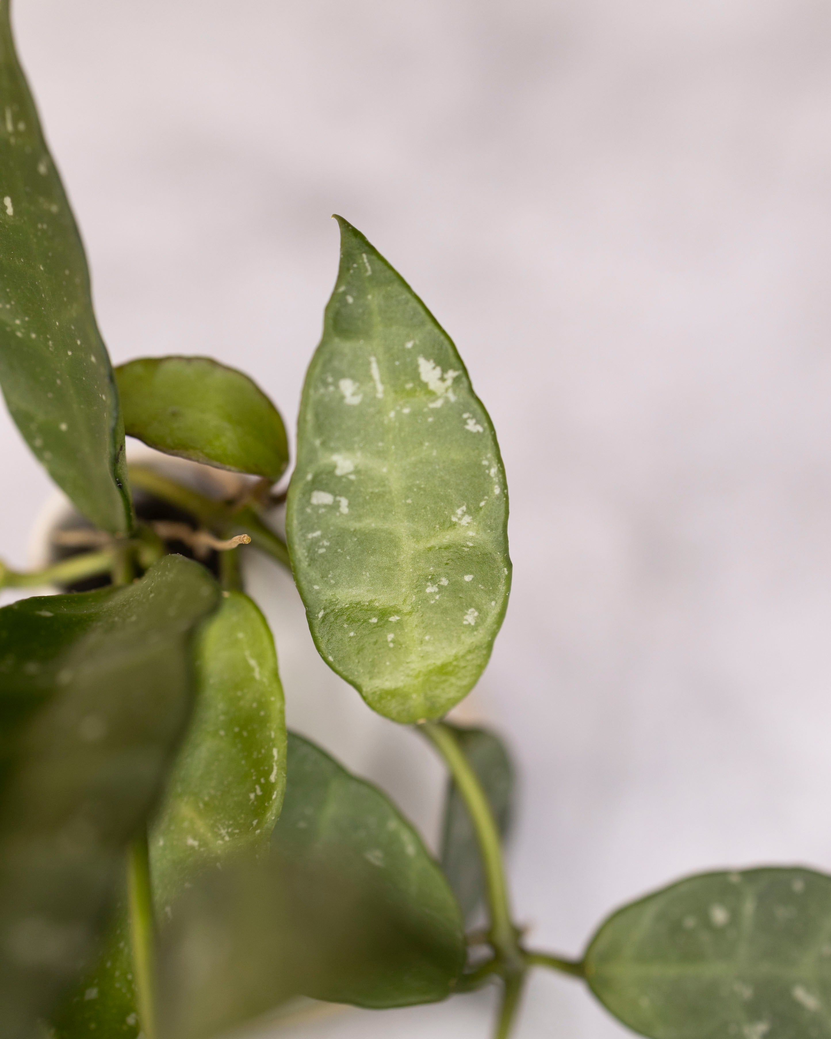 Close-up of green leaves with a white background