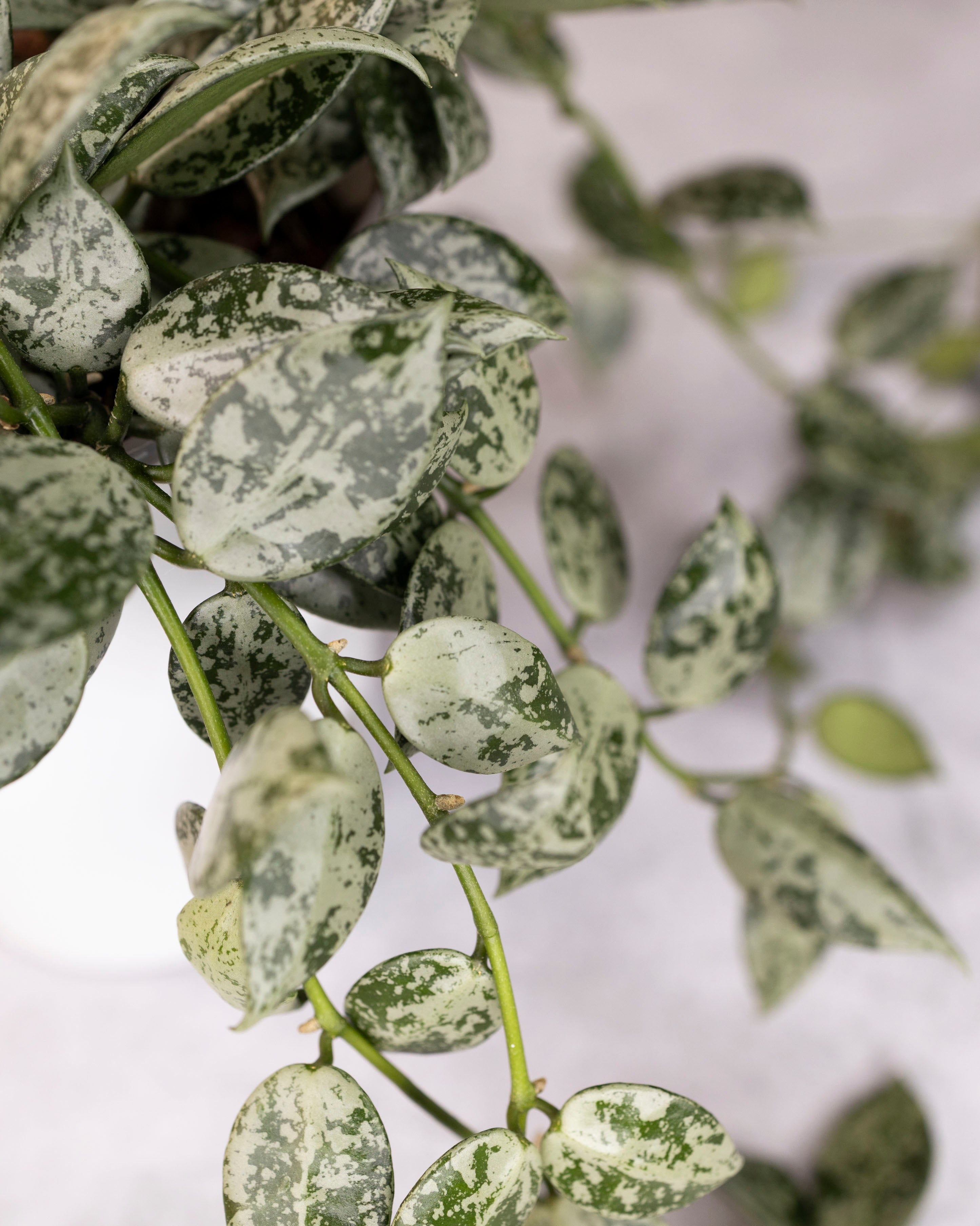 Hoya lacunosa Snow Leopard