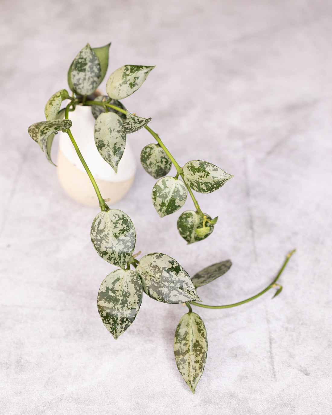 Hoya lacunosa Snow Leopard