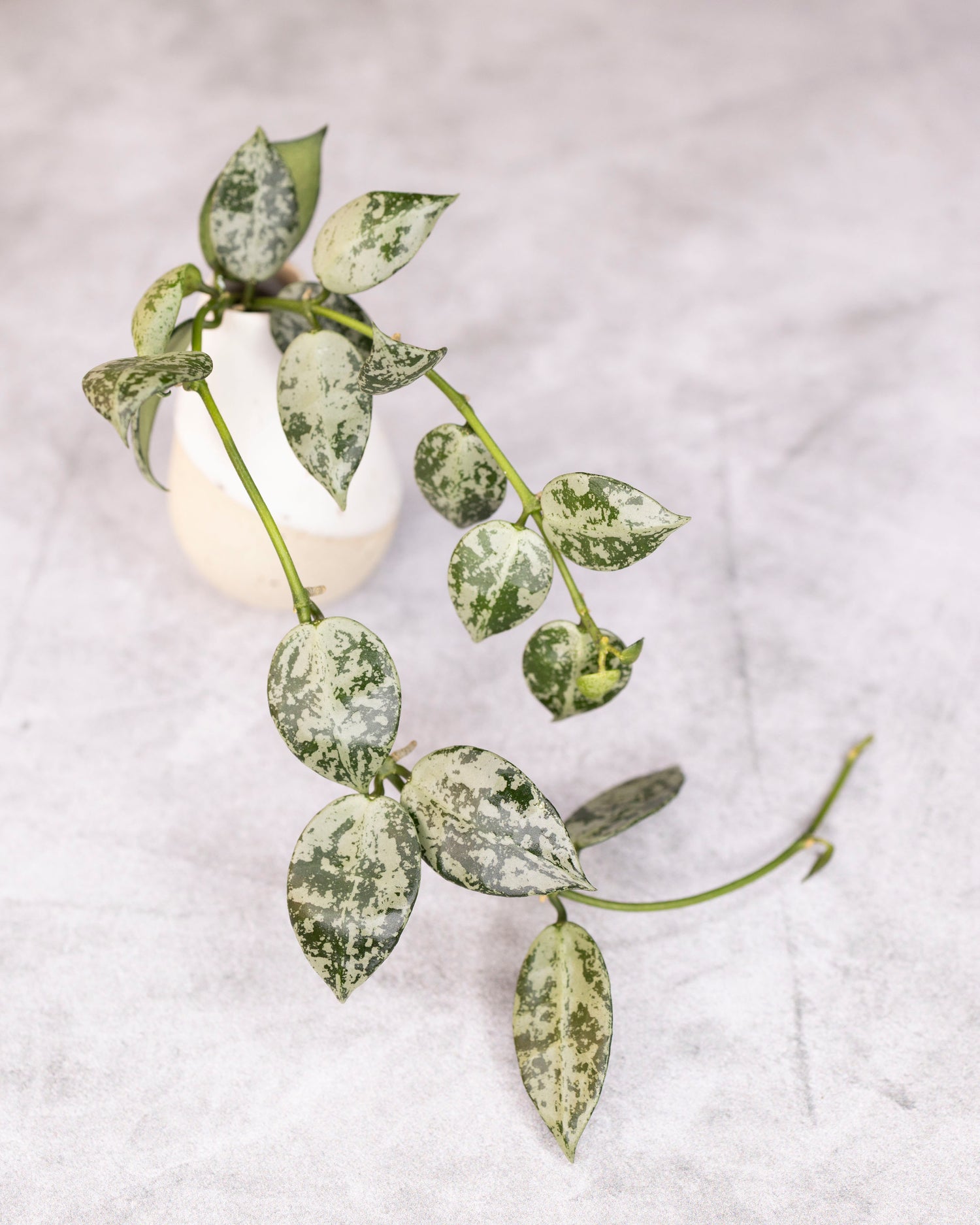 Hoya lacunosa Snow Leopard